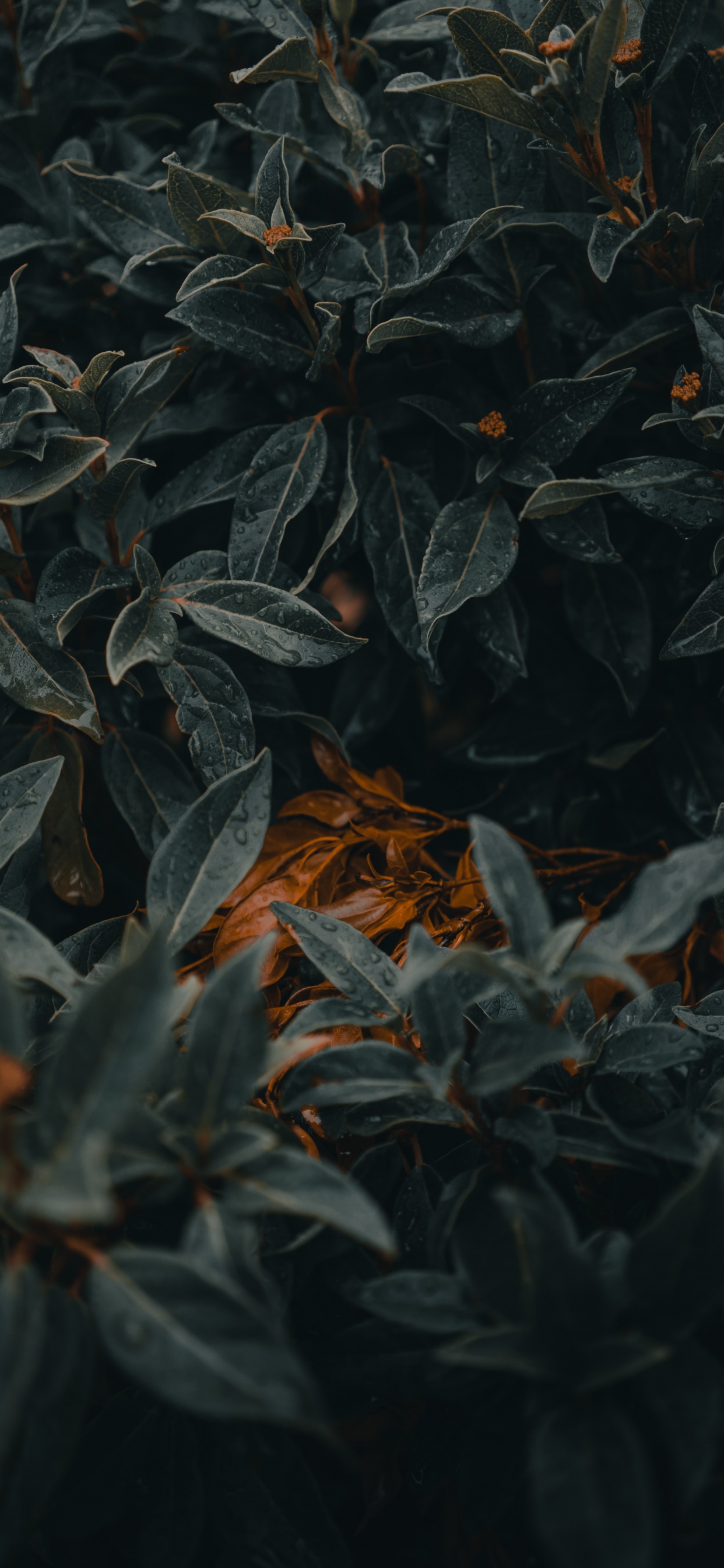 Обои лист, зеленый, растение, дерево, узор в разрешении 1242x2688