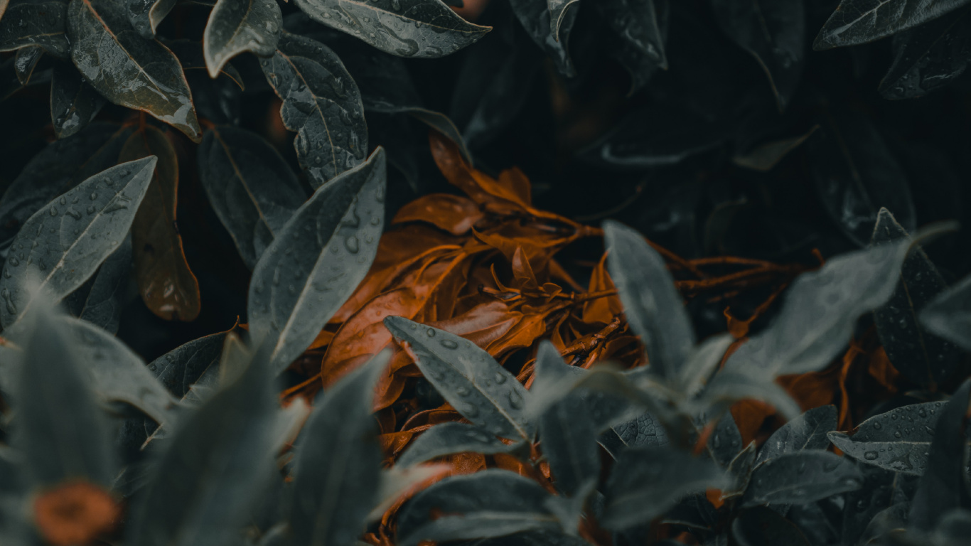 Обои лист, зеленый, растение, дерево, узор в разрешении 1366x768