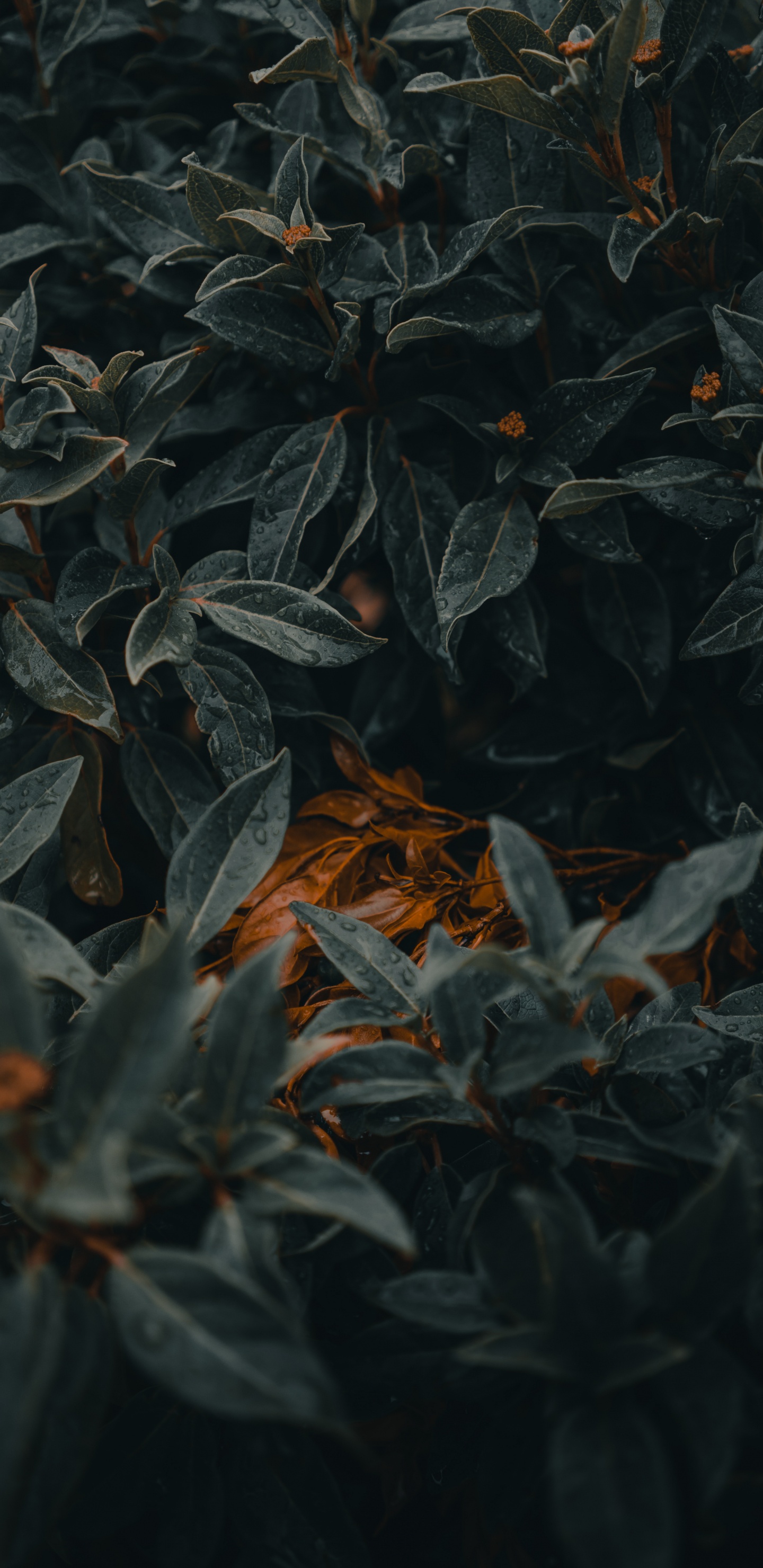 Обои лист, зеленый, растение, дерево, узор в разрешении 1440x2960