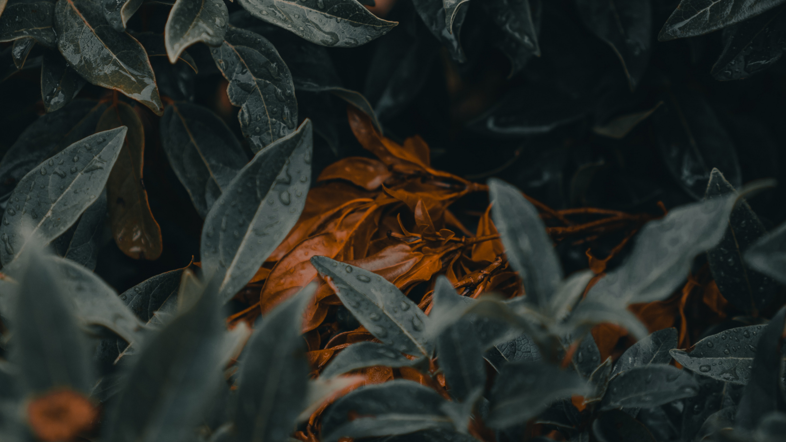 Обои лист, зеленый, растение, дерево, узор в разрешении 2560x1440