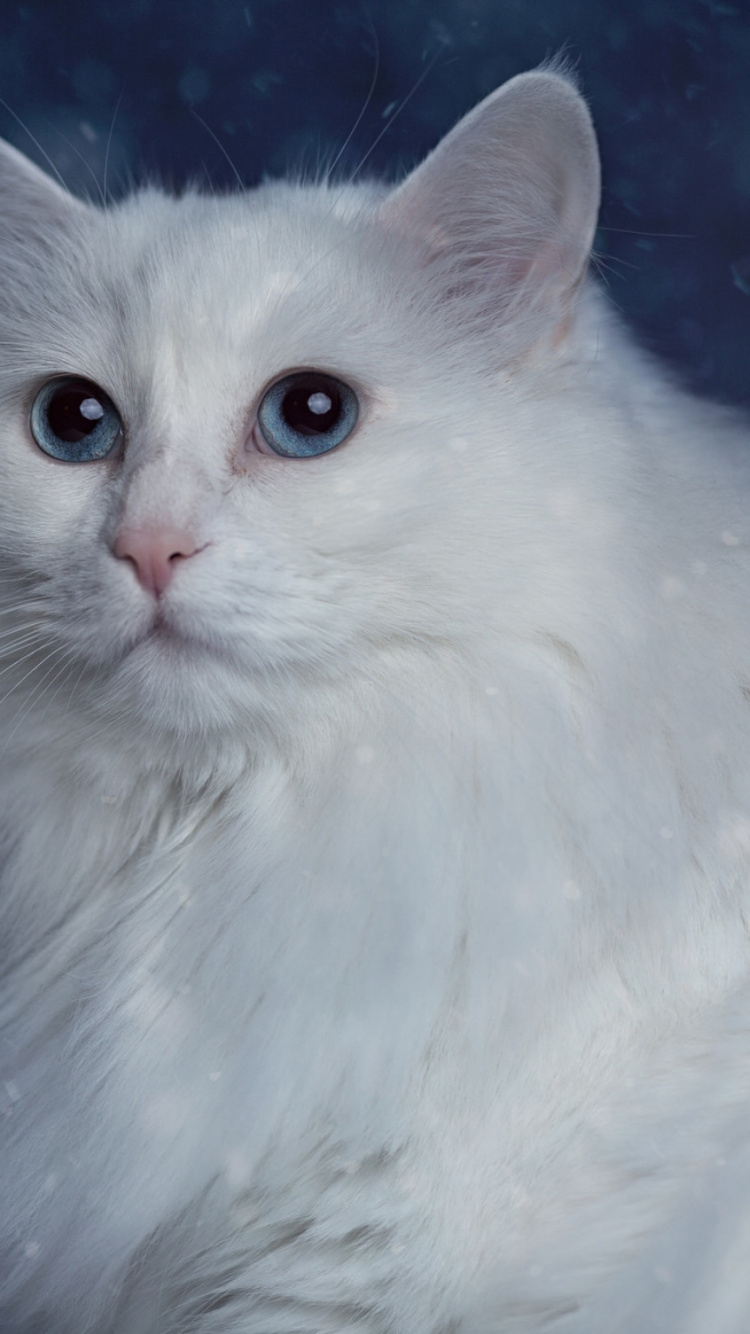 Обои турецкая ангора, котенок, белая, азиатские полу длинношерстная, кошки малого и среднего размера в разрешении 750x1334