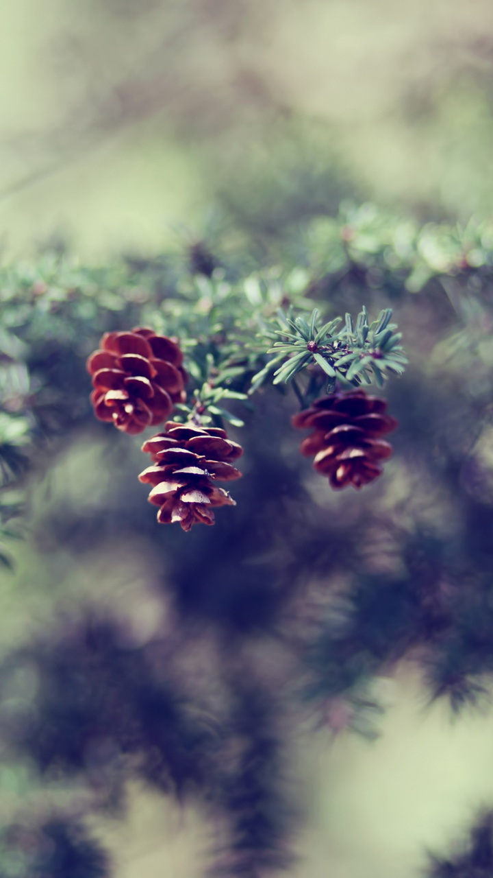 Обои природа, лист, дерево, ветвь, весна в разрешении 720x1280