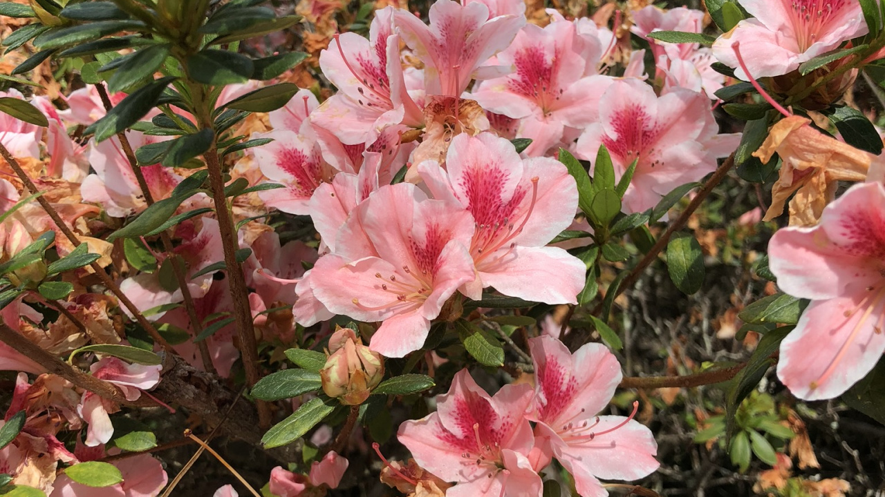 Обои Азалия, цветковое растение, рододендрон, биология, лепесток в разрешении 1280x720