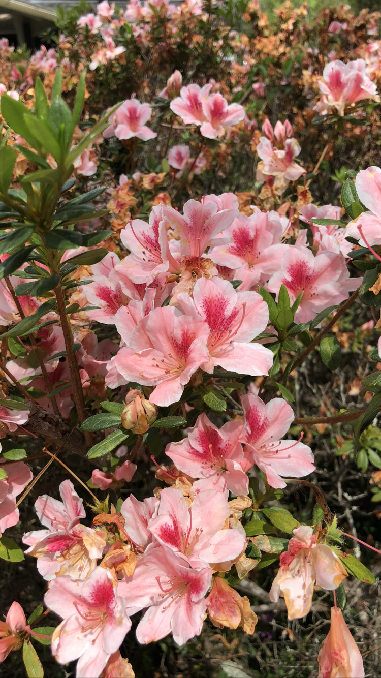 Обои Азалия, цветковое растение, рододендрон, биология, лепесток в разрешении 750x1334