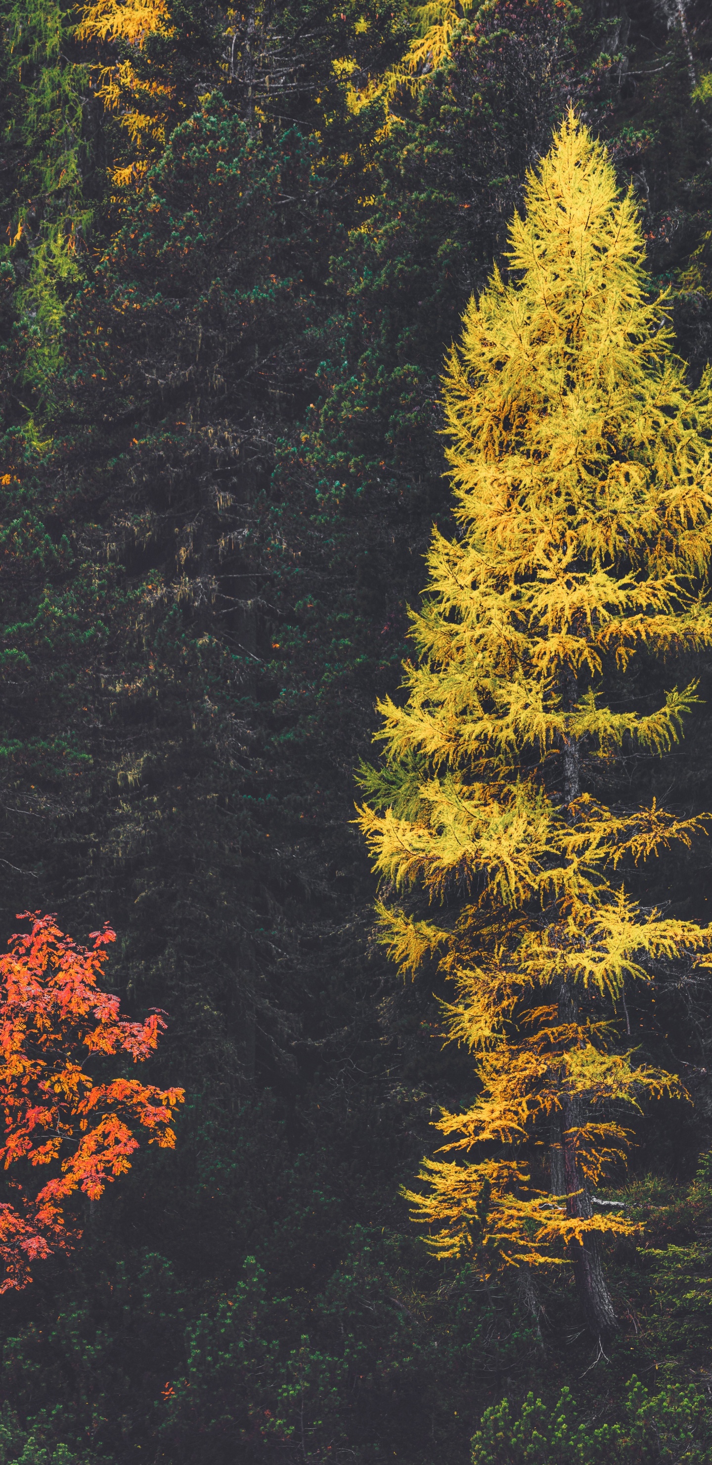 Обои лиственница, ель, лес, пихта, дерево в разрешении 1440x2960