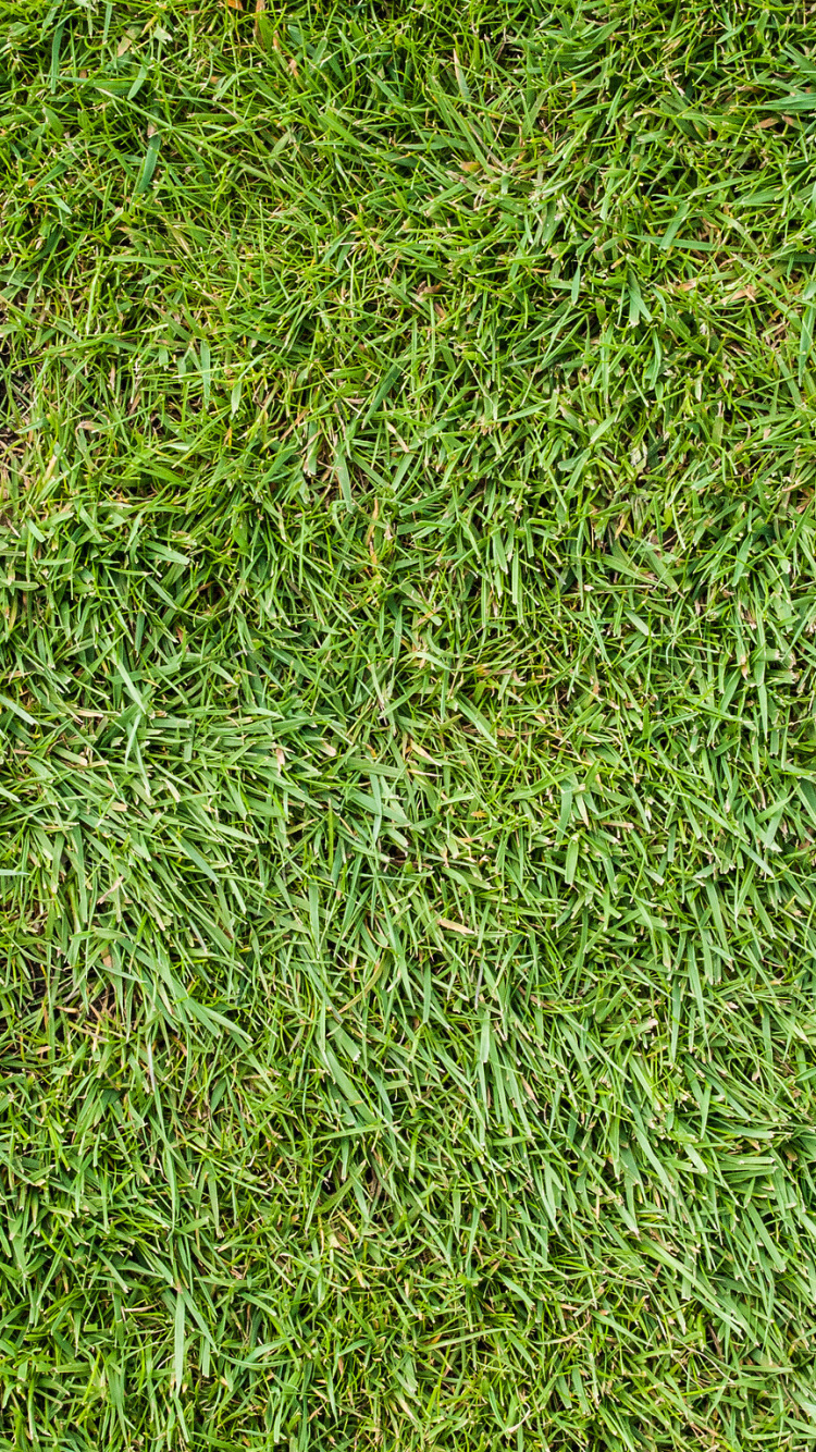 Обои газон, растение, почвопокровная, семейство травы, трава в разрешении 750x1334