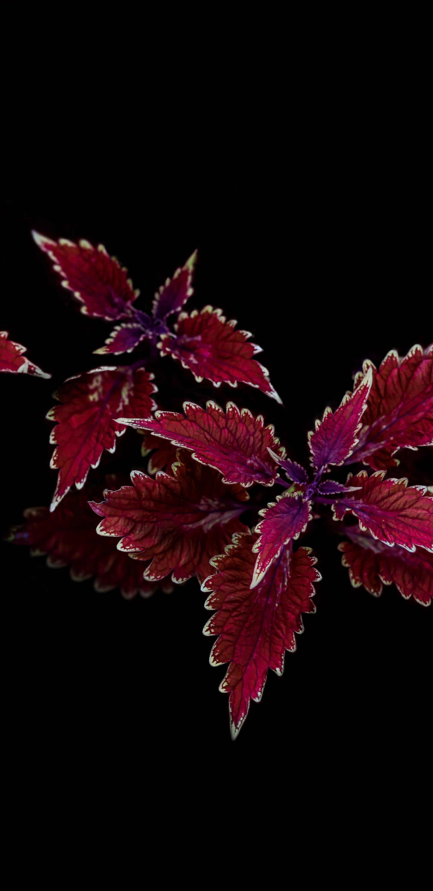 Обои лист, цветок, растение, пурпур, пурпурный цвет в разрешении 1440x2960