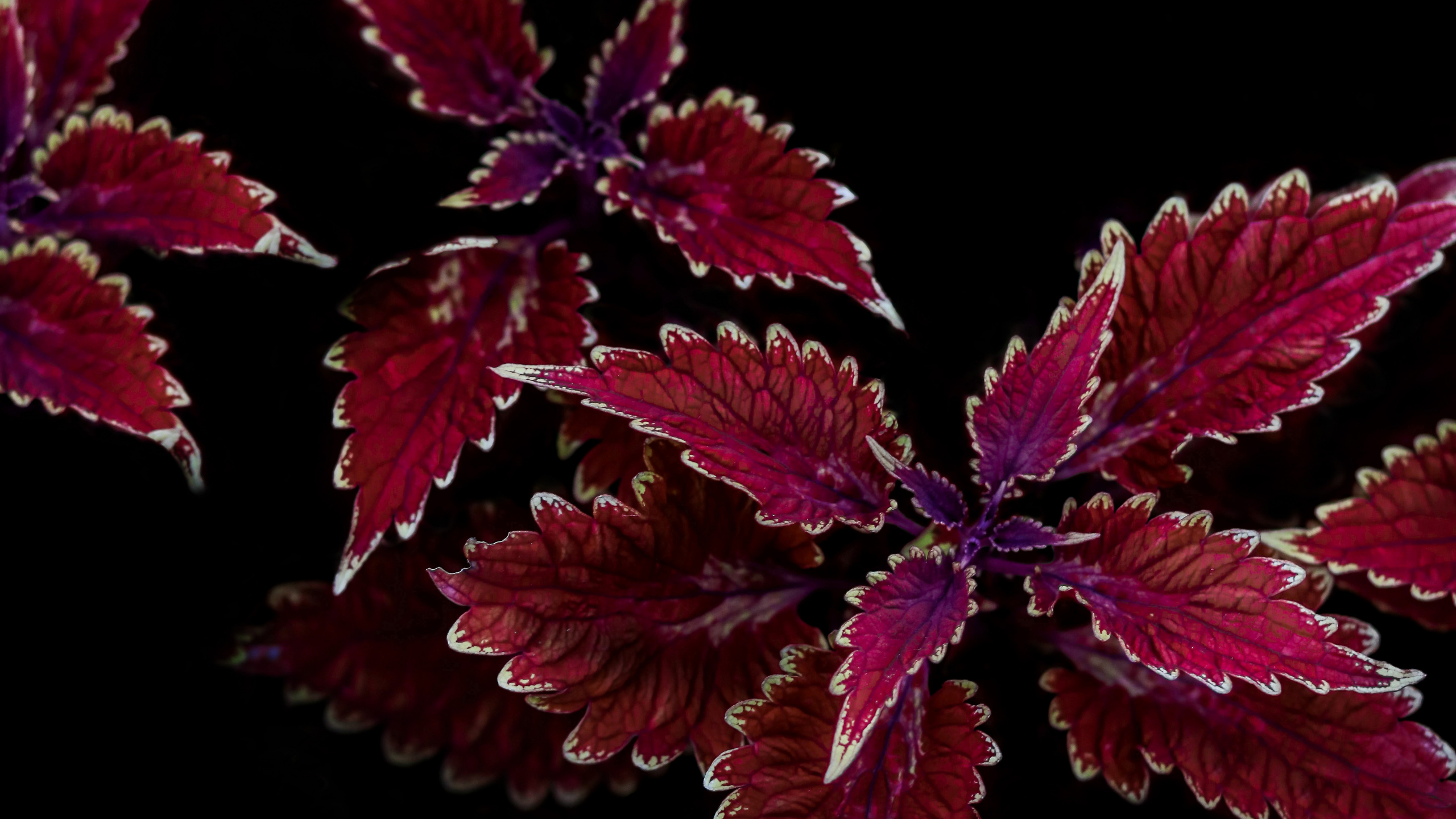 Обои лист, цветок, растение, пурпур, пурпурный цвет в разрешении 2560x1440