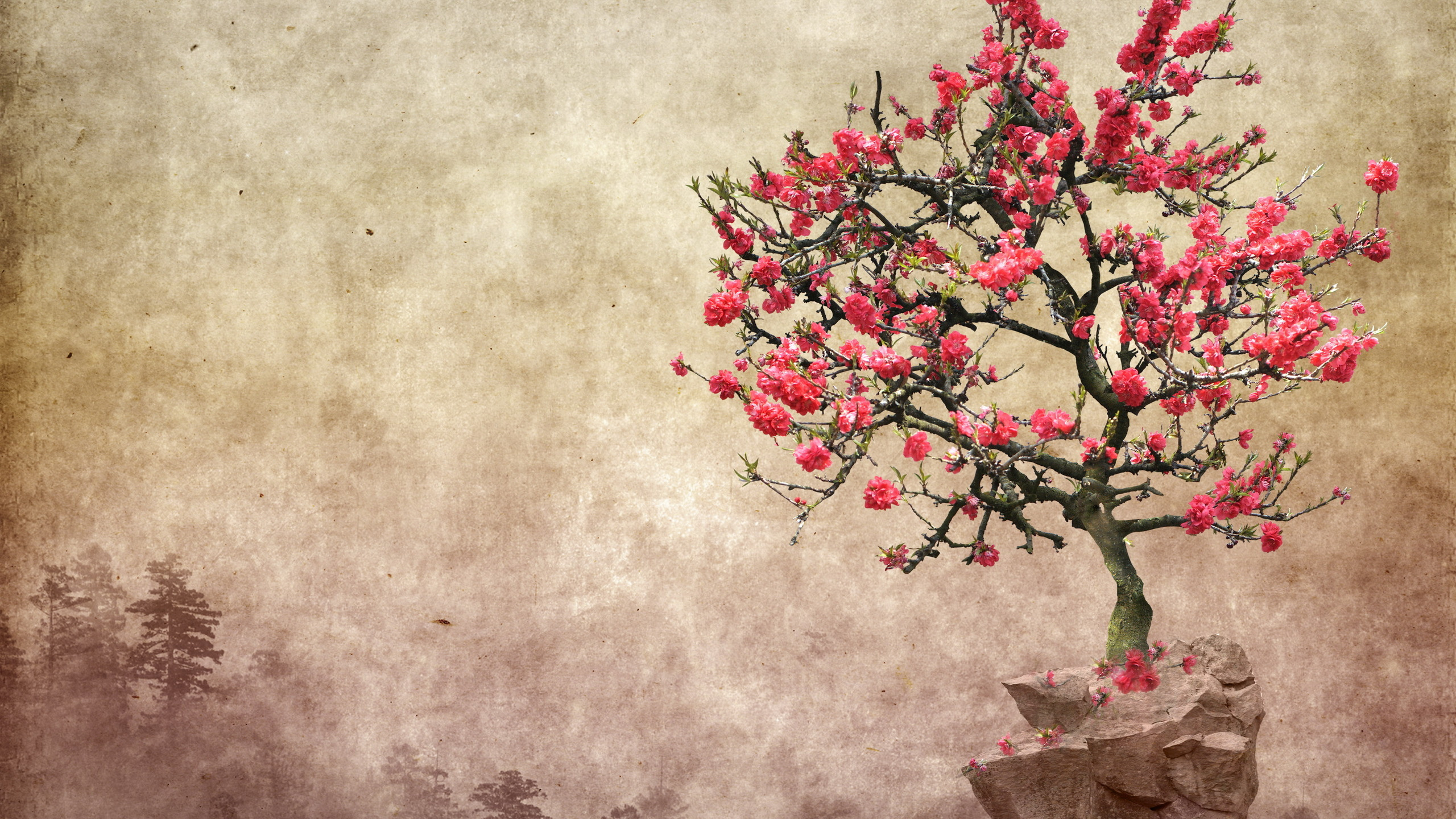 Обои дерево, цветок, расцвет, цветение вишни, розовый в разрешении 2560x1440