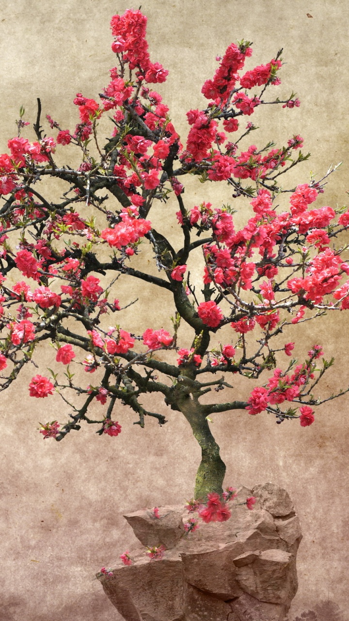 Обои дерево, цветок, расцвет, цветение вишни, розовый в разрешении 720x1280