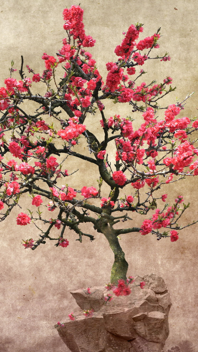 Обои дерево, цветок, расцвет, цветение вишни, розовый в разрешении 750x1334