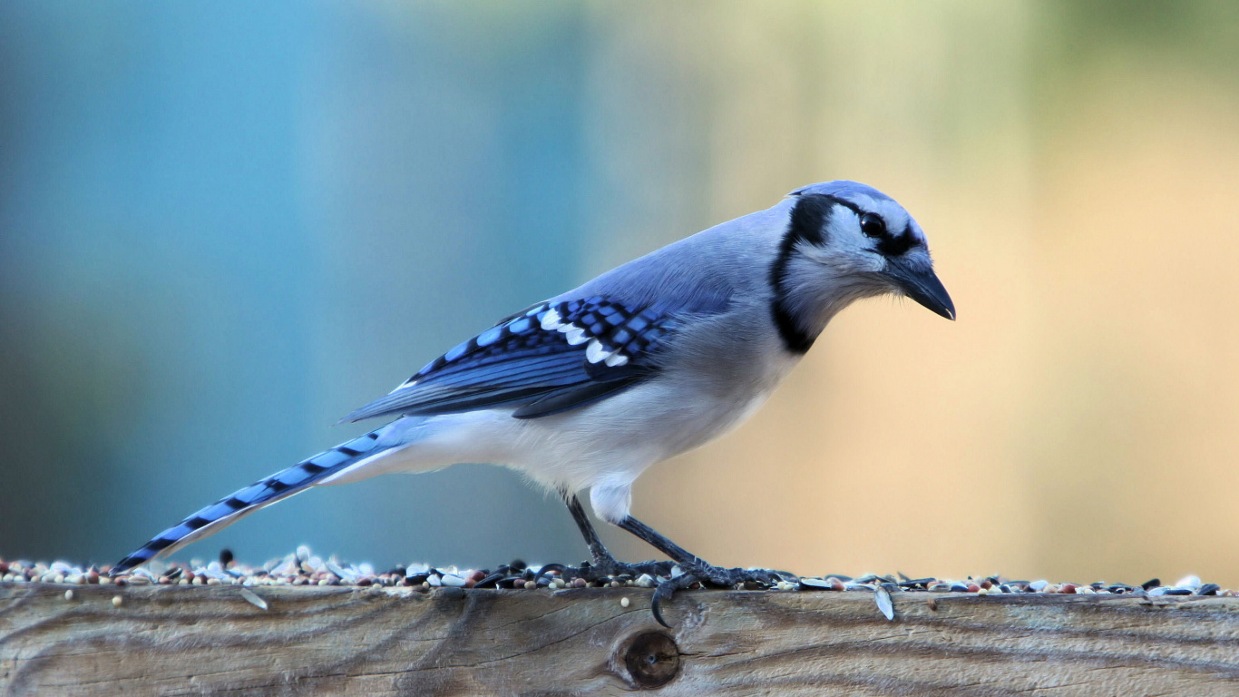 Обои голубая сойка, сойка, птица, клюв, живая природа в разрешении 1366x768