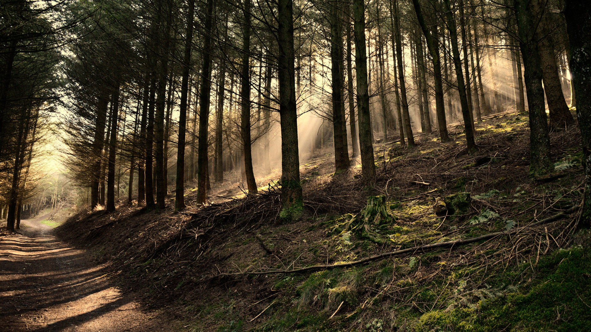 Обои дерево, лес, природа, лесистая местность, Сосновый Зеркало Дерево в разрешении 1920x1080