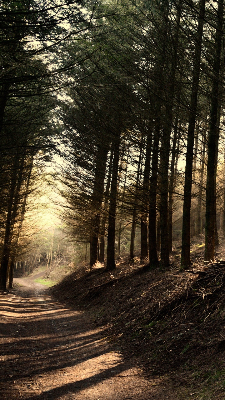 Обои дерево, лес, природа, лесистая местность, Сосновый Зеркало Дерево в разрешении 720x1280