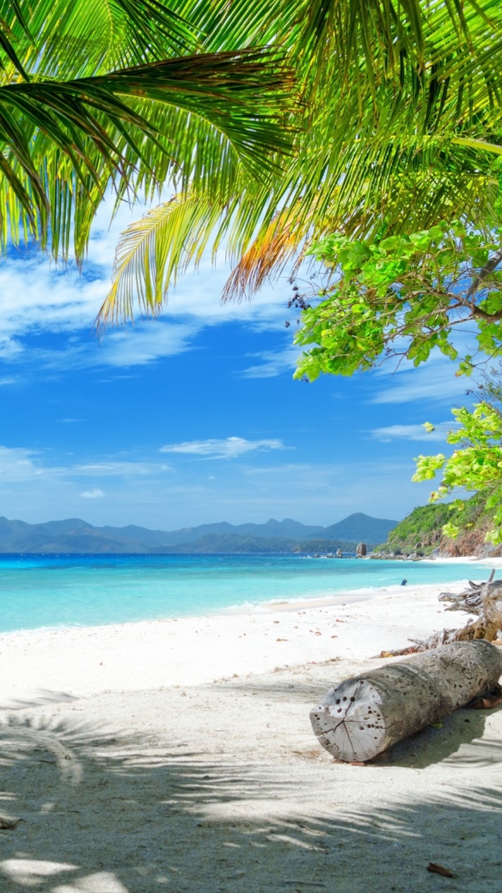 Обои пляж, тропическая зона, берег, Пальма, Карибский бассейн в разрешении 720x1280