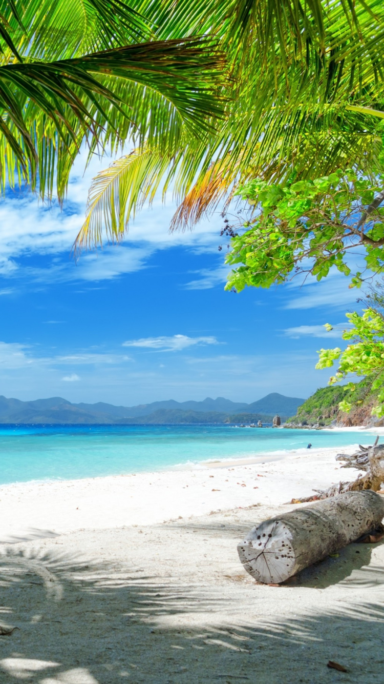 Обои пляж, тропическая зона, берег, Пальма, Карибский бассейн в разрешении 750x1334