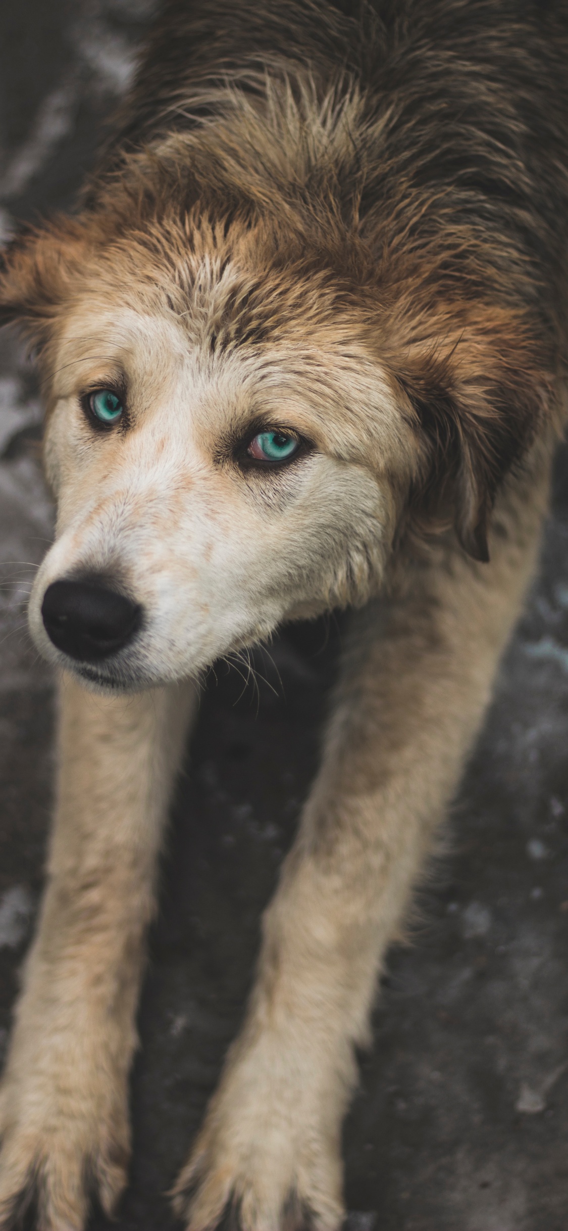 Обои пес, Псовые, собака породы, уличные собаки, морда в разрешении 1125x2436