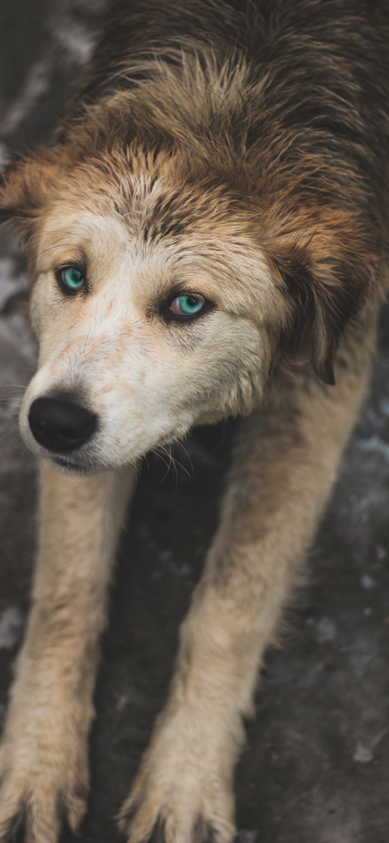 Обои пес, Псовые, собака породы, уличные собаки, морда в разрешении 1242x2688