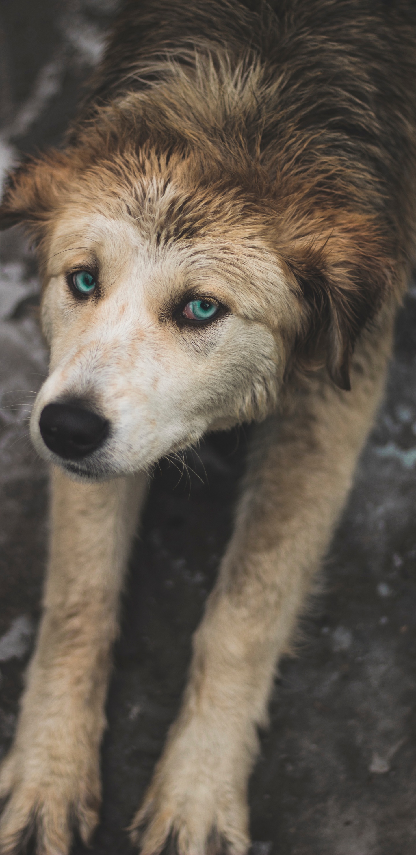 Обои пес, Псовые, собака породы, уличные собаки, морда в разрешении 1440x2960