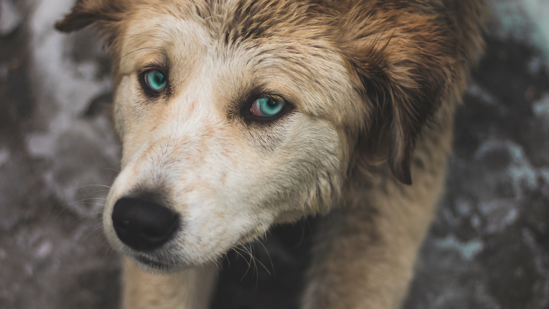 Обои пес, Псовые, собака породы, уличные собаки, морда в разрешении 1920x1080