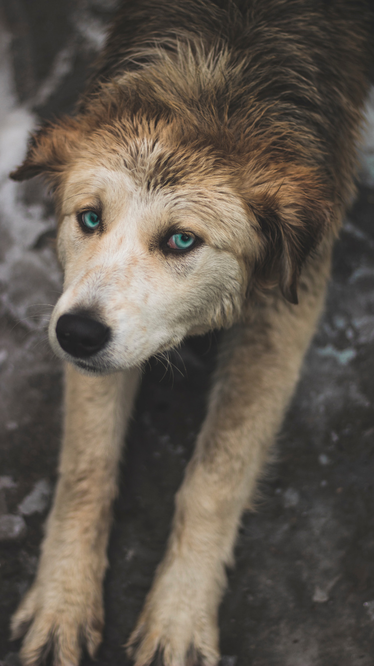 Обои пес, Псовые, собака породы, уличные собаки, морда в разрешении 750x1334