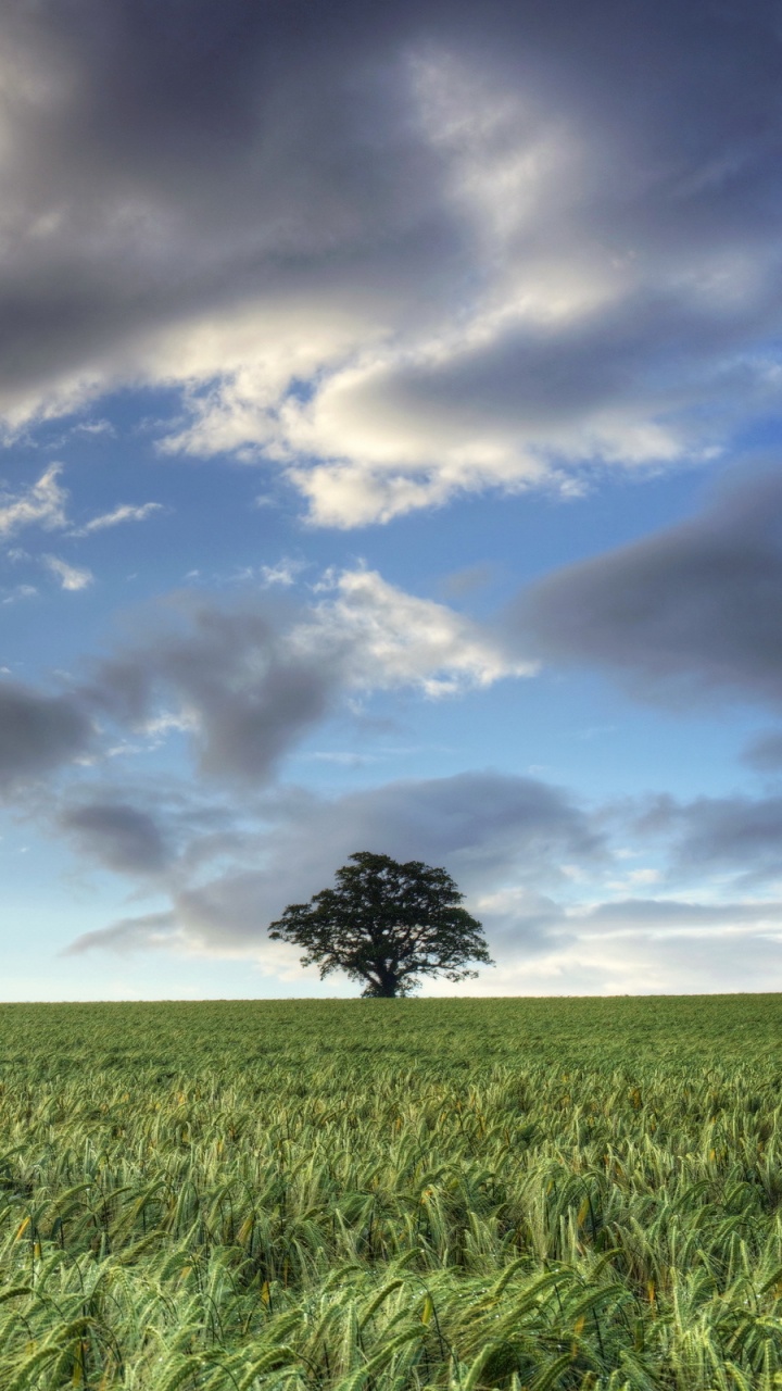 Обои поле, сенокосное угодье, облако, равнина, урожай в разрешении 720x1280