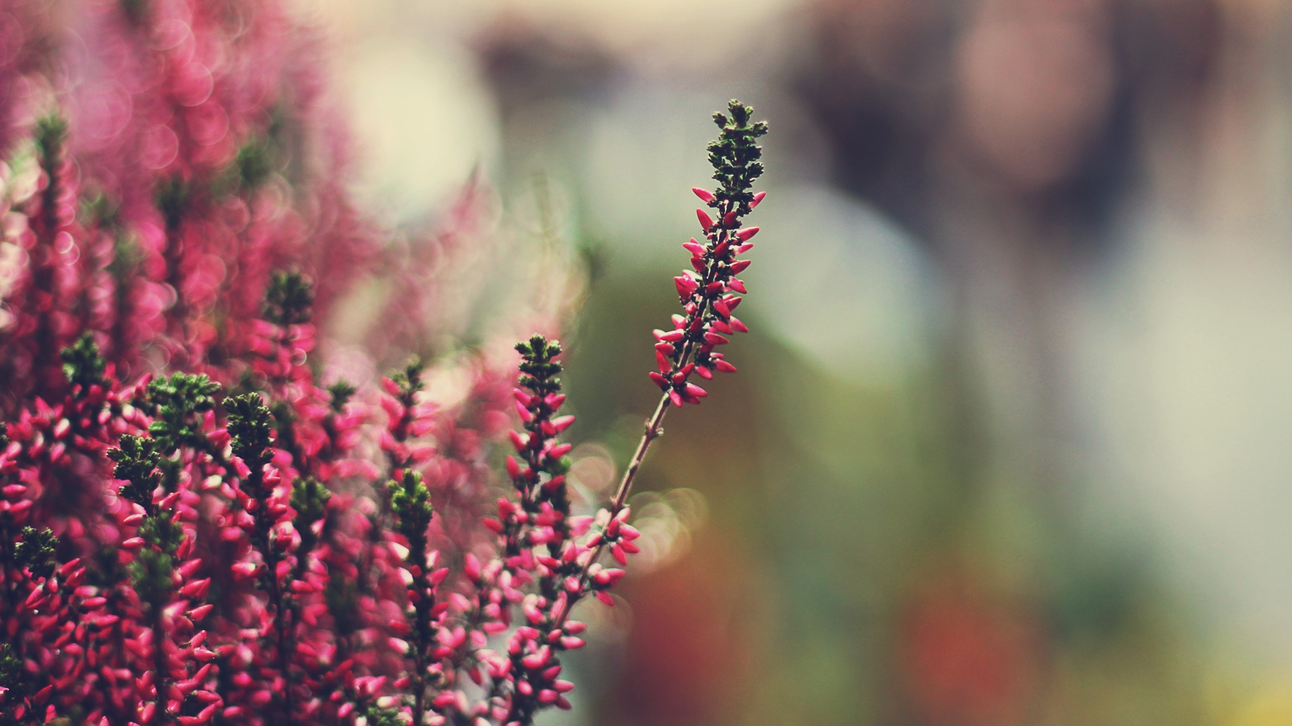 Обои растение, весна, стебель растения, полевой цветок, расцвет в разрешении 2560x1440