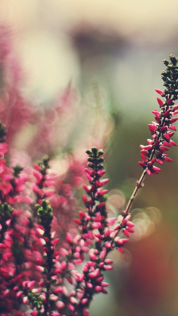 Обои растение, весна, стебель растения, полевой цветок, расцвет в разрешении 720x1280