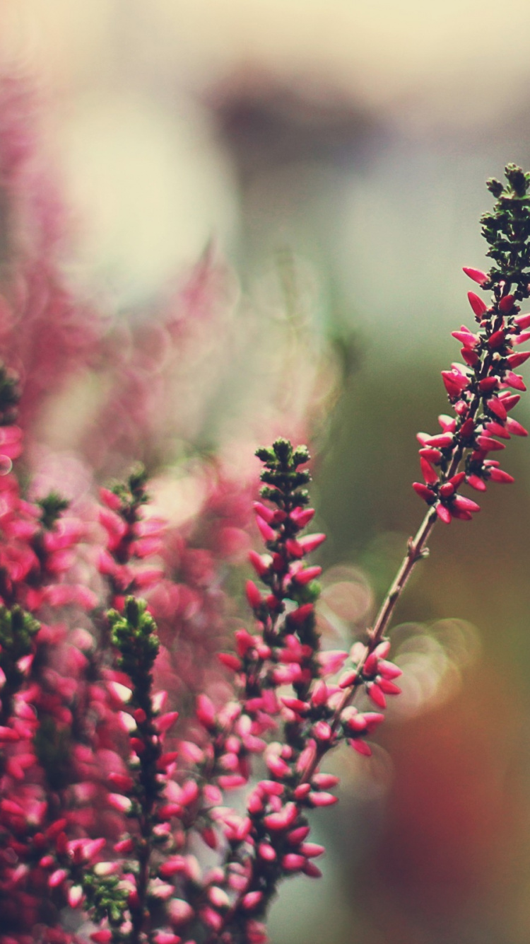 Обои растение, весна, стебель растения, полевой цветок, расцвет в разрешении 750x1334