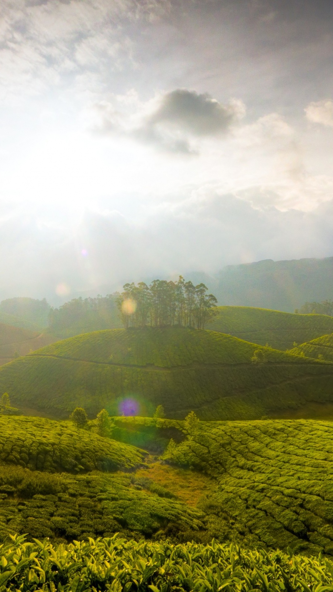 Обои муннар, Кумараком, природа, зеленый, горная станция в разрешении 1080x1920