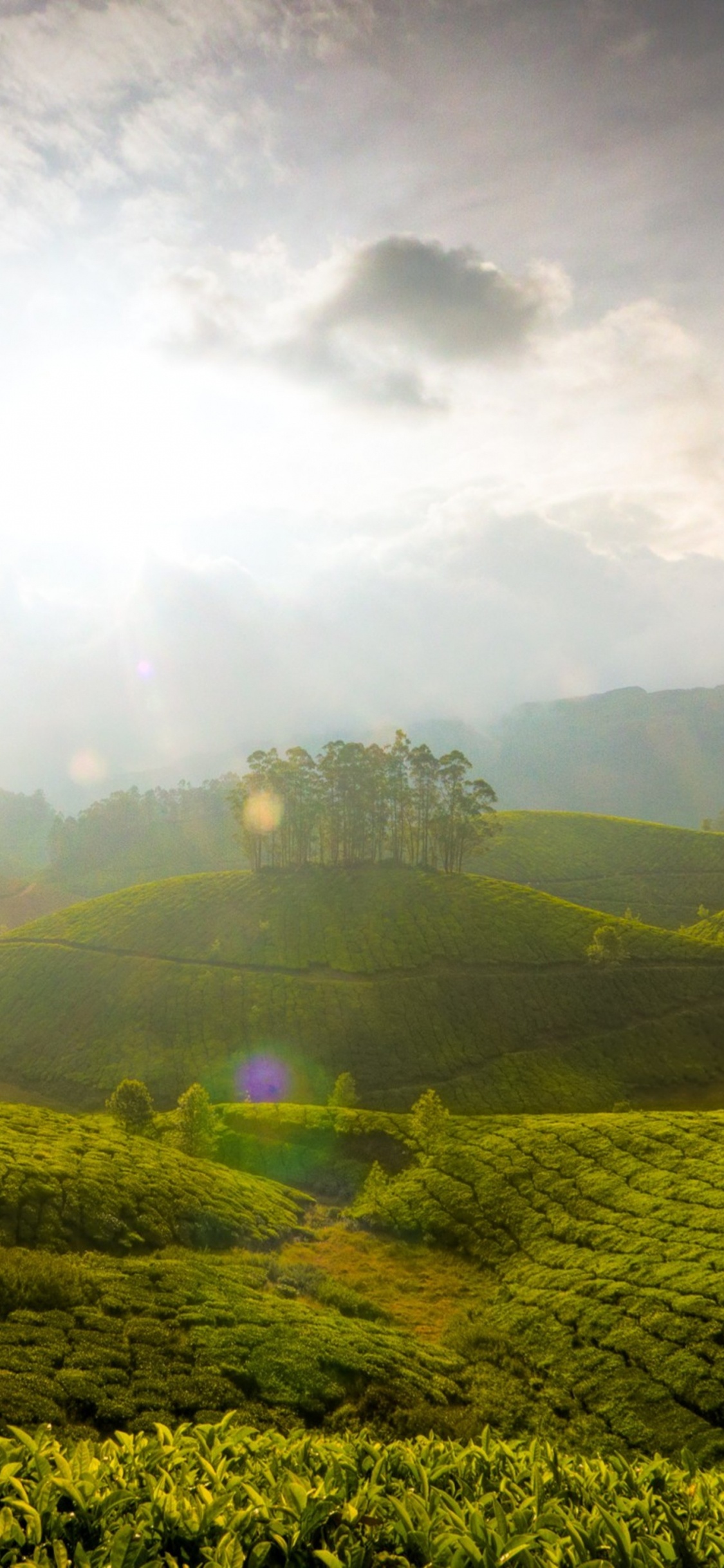 Обои муннар, Кумараком, природа, зеленый, горная станция в разрешении 1125x2436