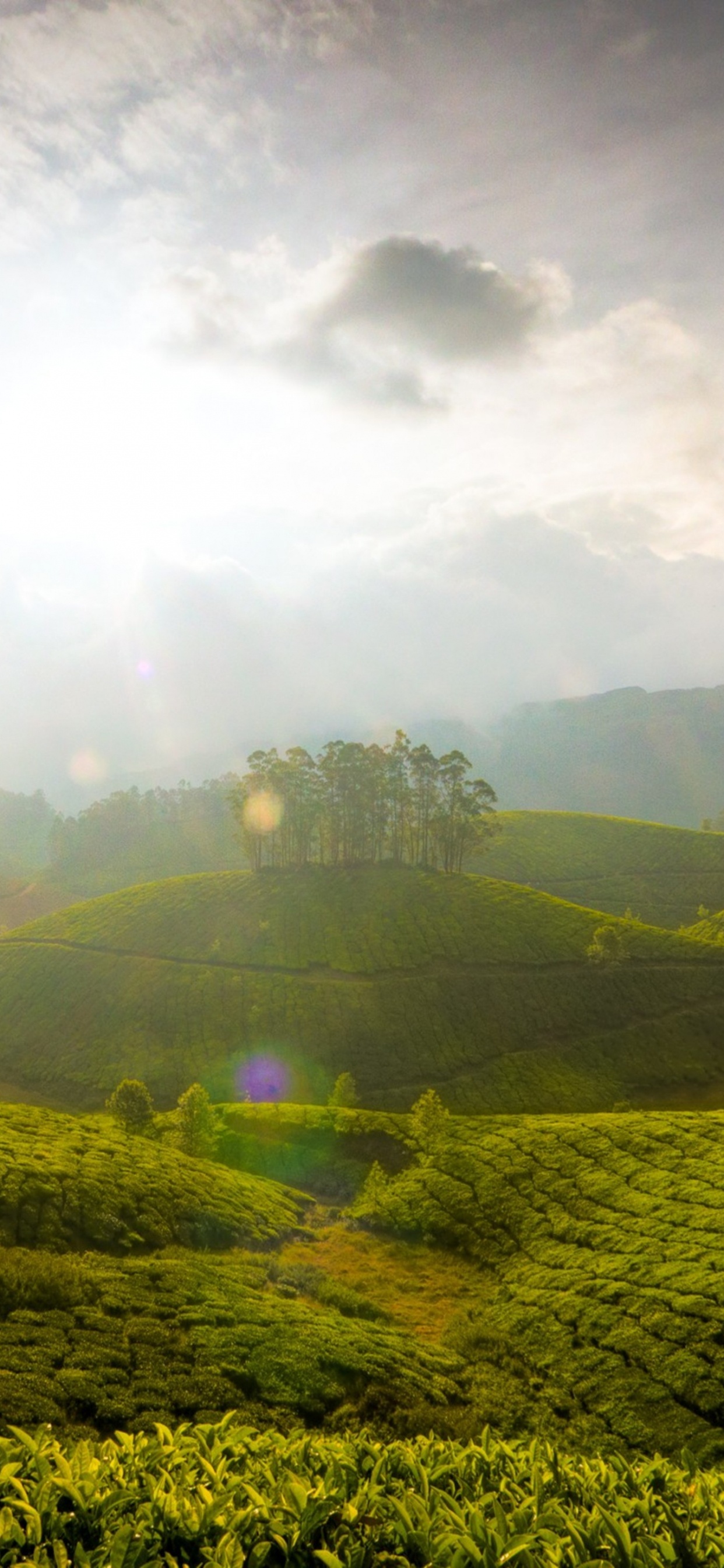 Обои муннар, Кумараком, природа, зеленый, горная станция в разрешении 1242x2688