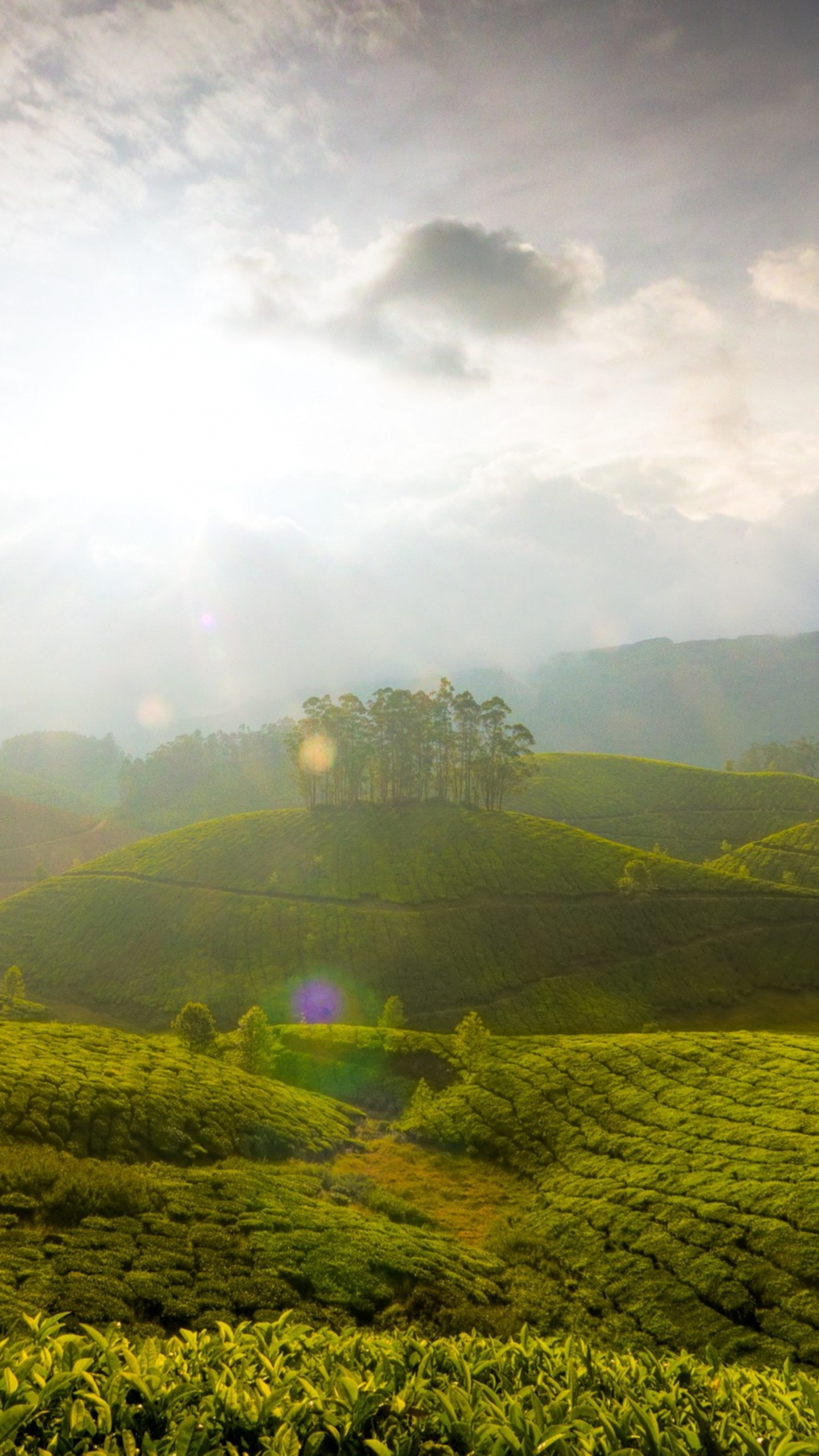 Обои муннар, Кумараком, природа, зеленый, горная станция в разрешении 1440x2560