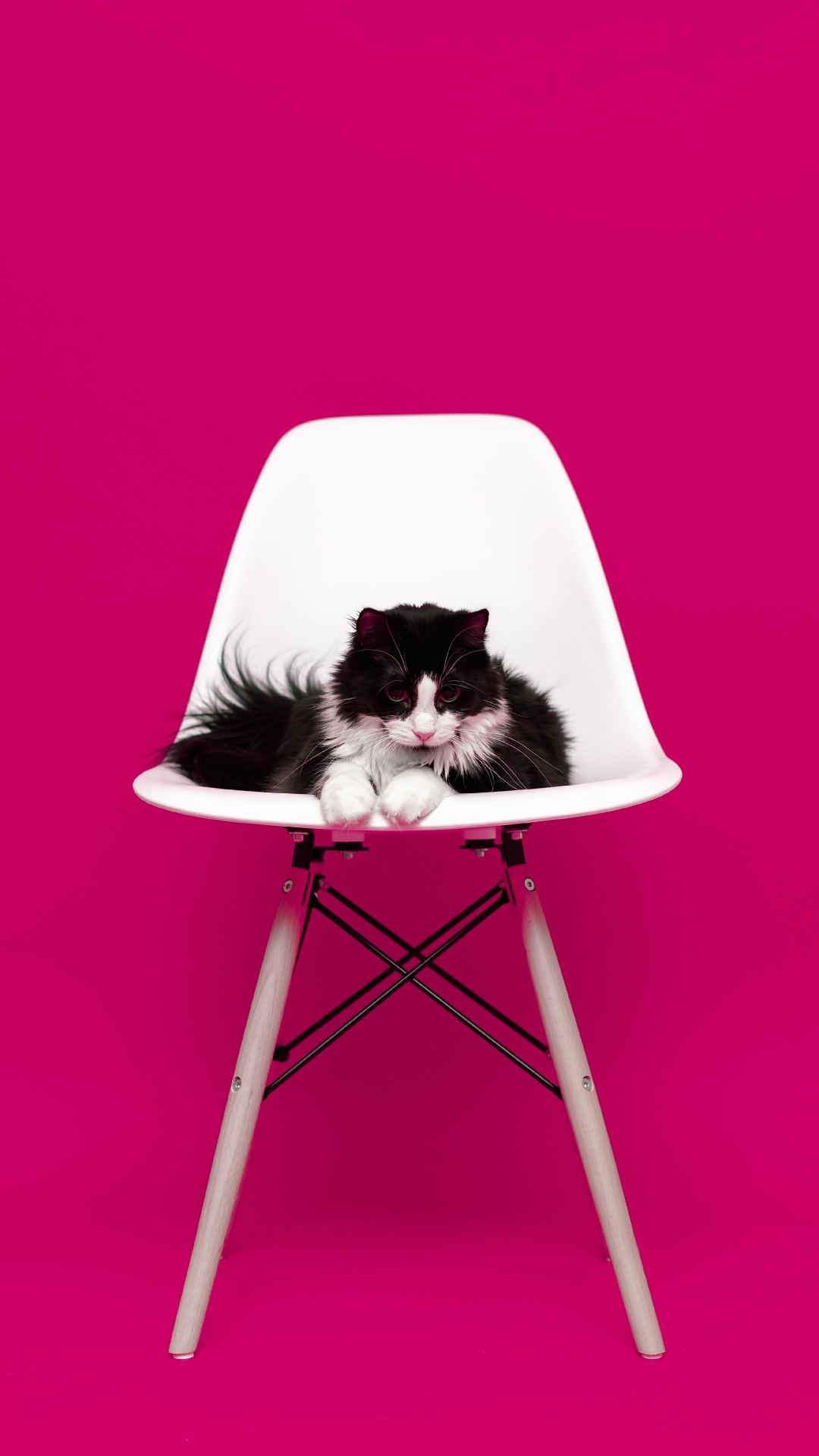 Обои кот, розовый, мебель, пурпурный цвет, стул в разрешении 1080x1920