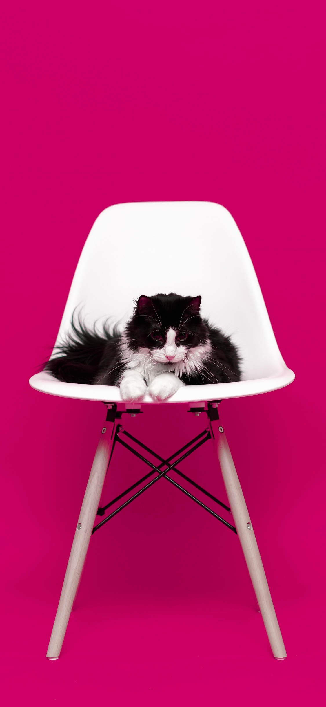 Обои кот, розовый, мебель, пурпурный цвет, стул в разрешении 1125x2436