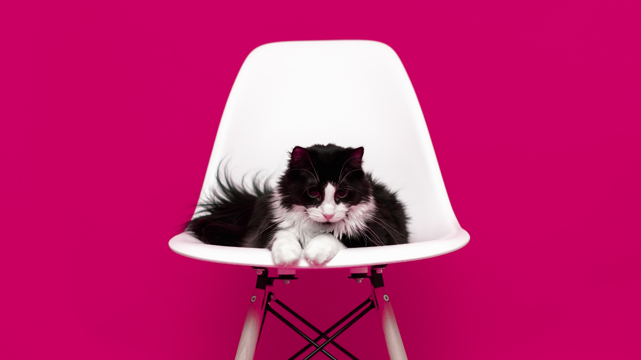 Обои кот, розовый, мебель, пурпурный цвет, стул в разрешении 1280x720