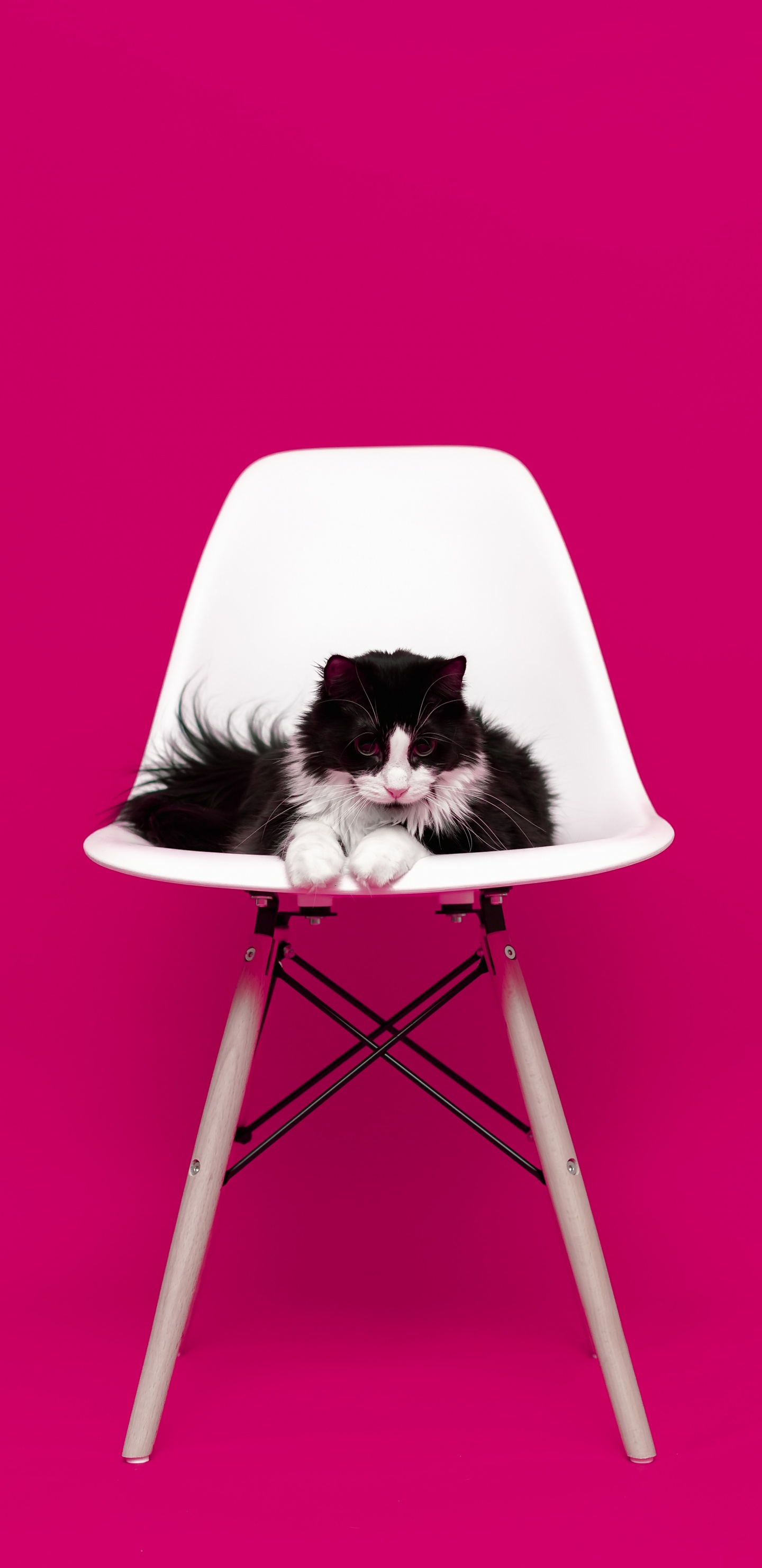 Обои кот, розовый, мебель, пурпурный цвет, стул в разрешении 1440x2960