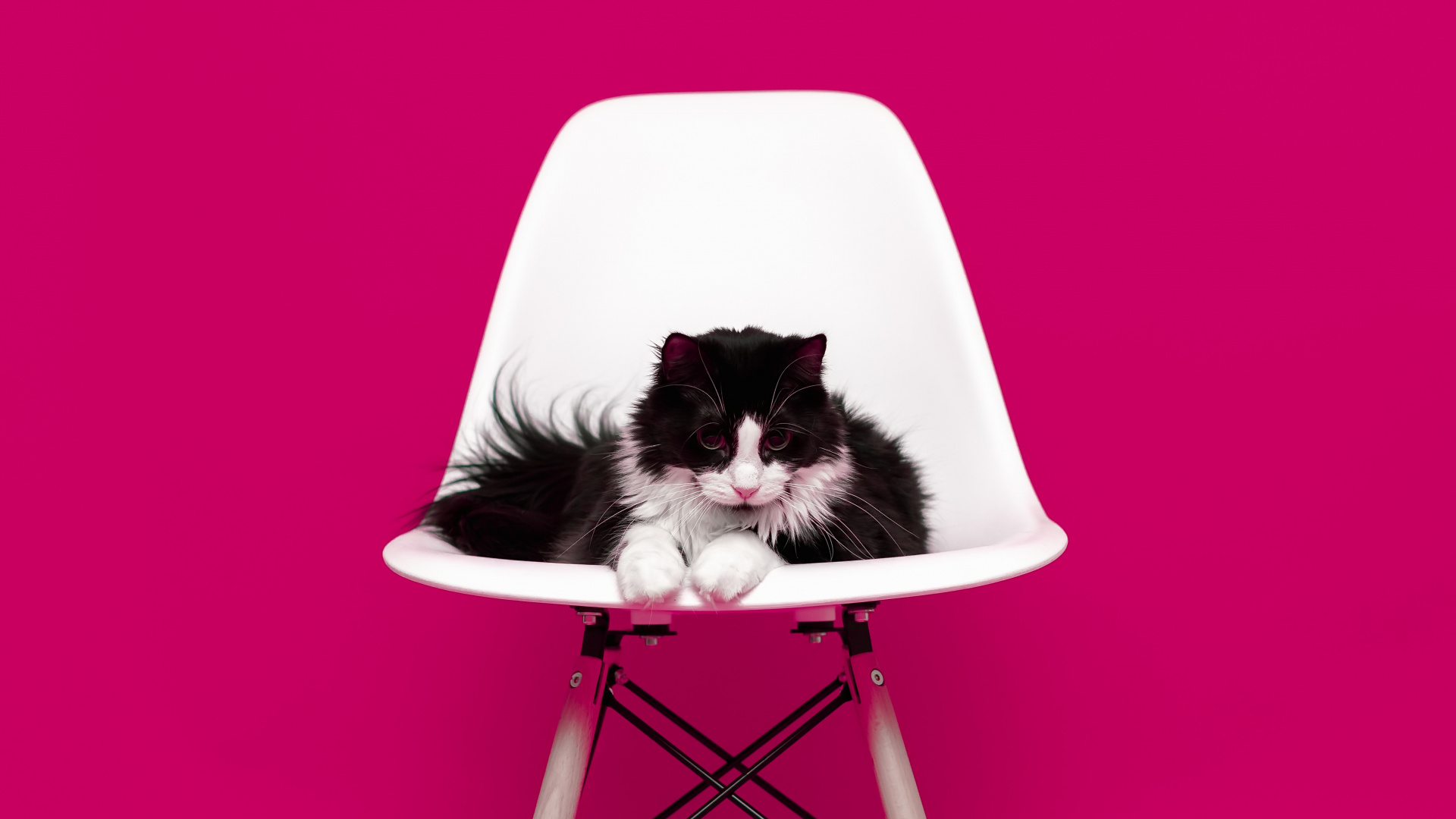 Обои кот, розовый, мебель, пурпурный цвет, стул в разрешении 1920x1080