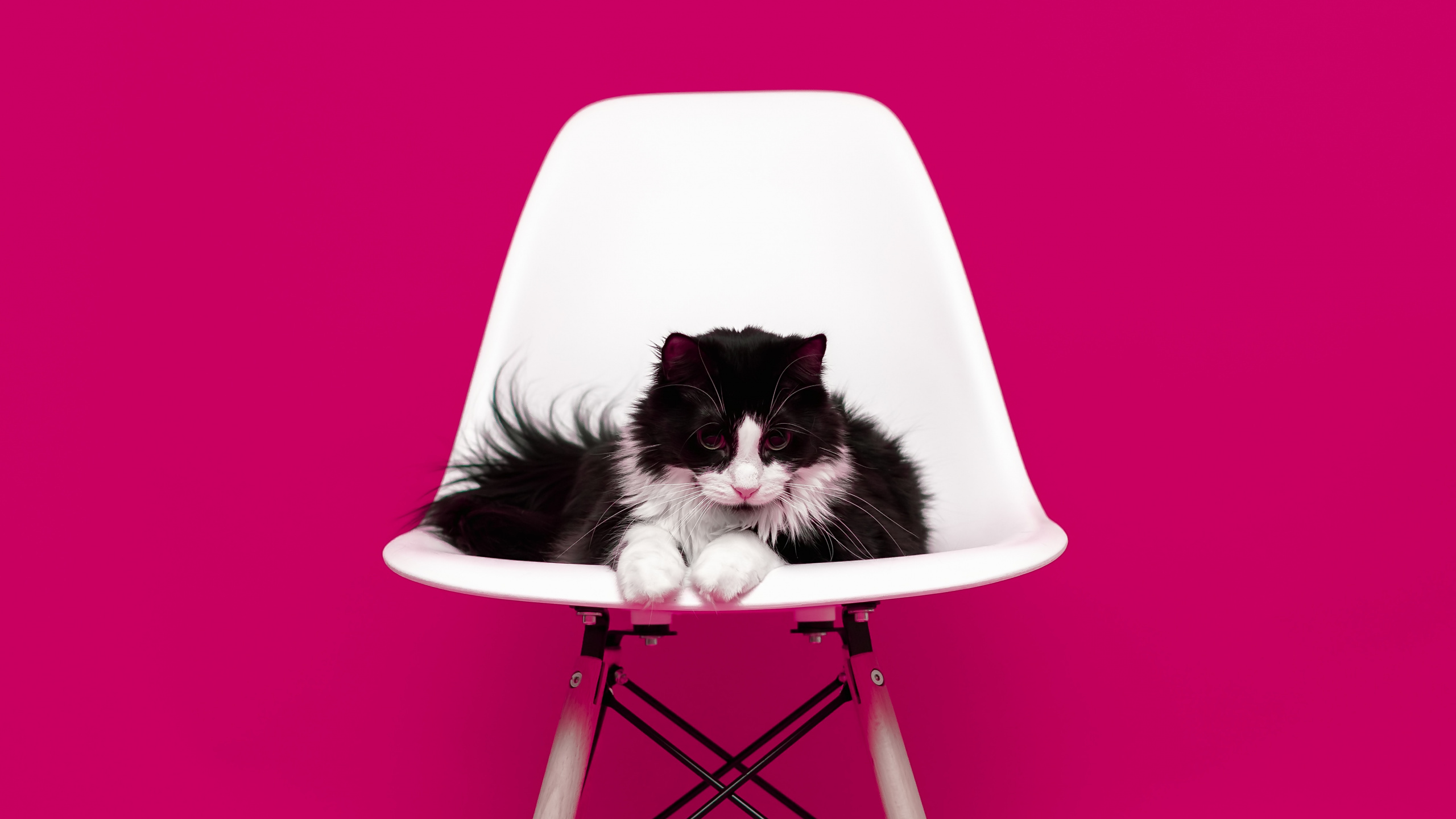 Обои кот, розовый, мебель, пурпурный цвет, стул в разрешении 2560x1440