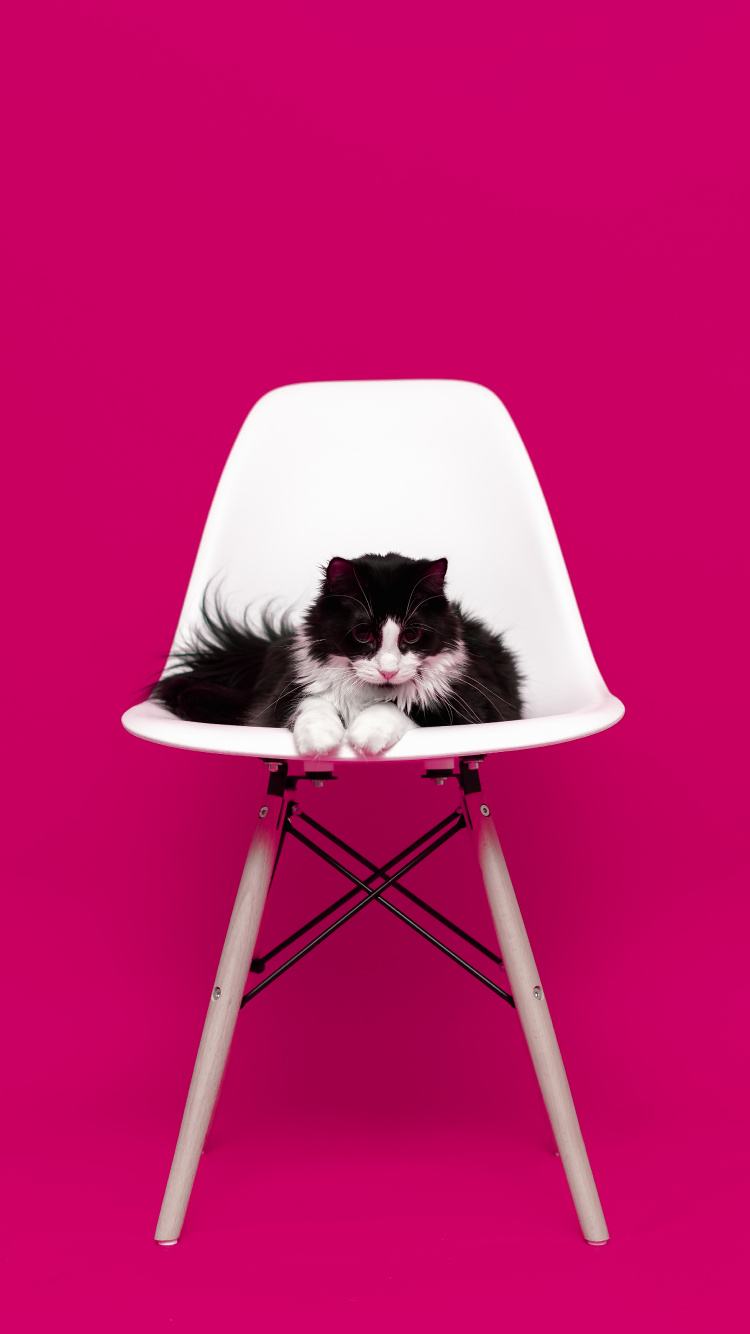 Обои кот, розовый, мебель, пурпурный цвет, стул в разрешении 750x1334
