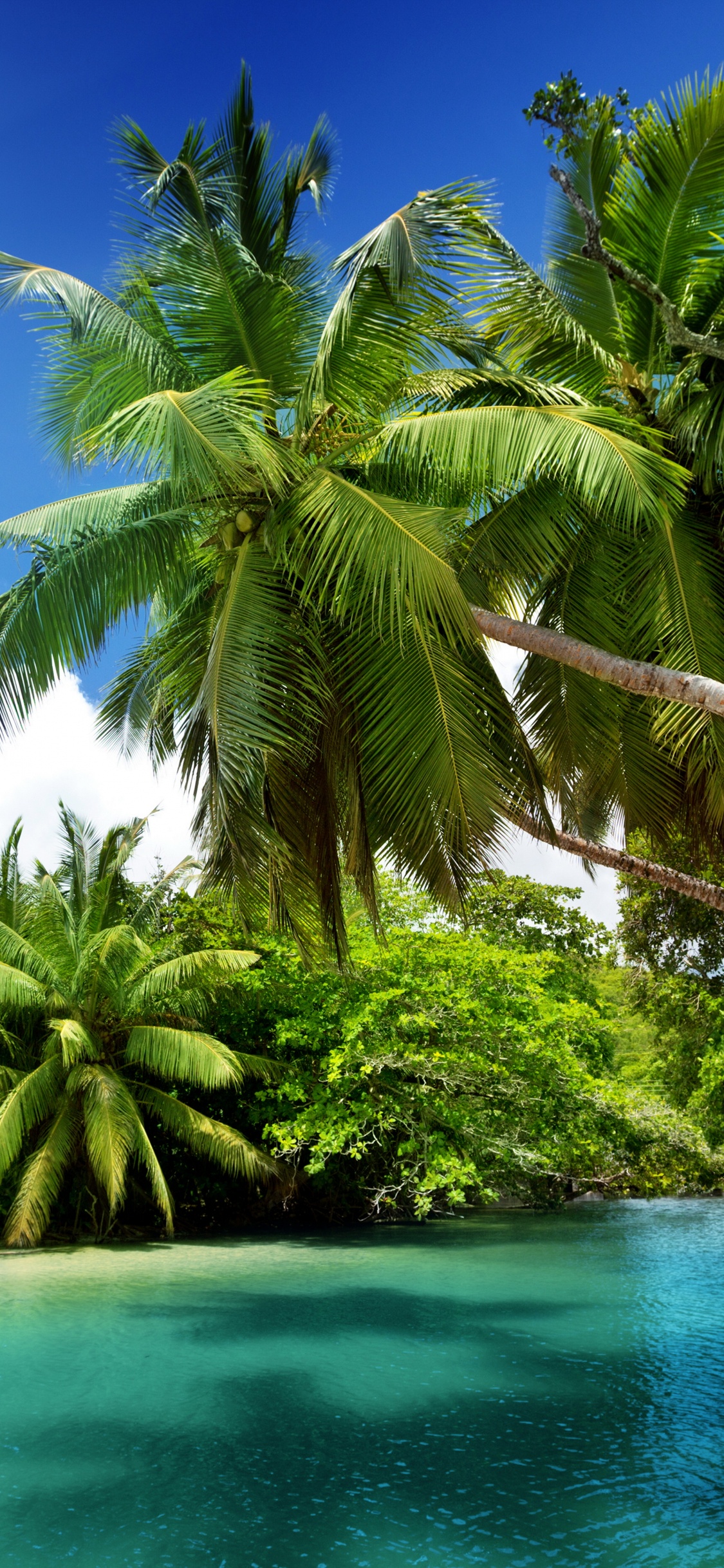 Обои природа, тропическая зона, растительность, Карибский бассейн, Пальма в разрешении 1125x2436