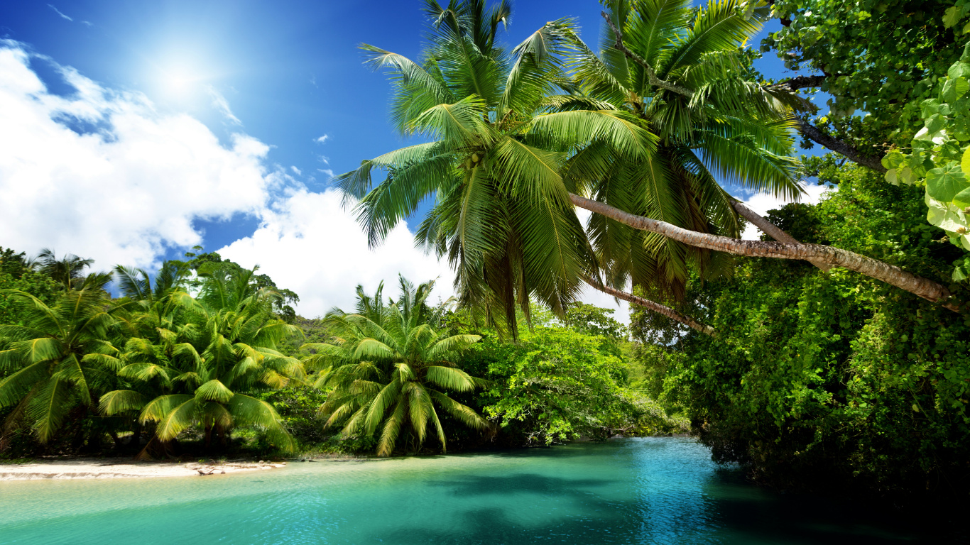 Обои природа, тропическая зона, растительность, Карибский бассейн, Пальма в разрешении 1366x768