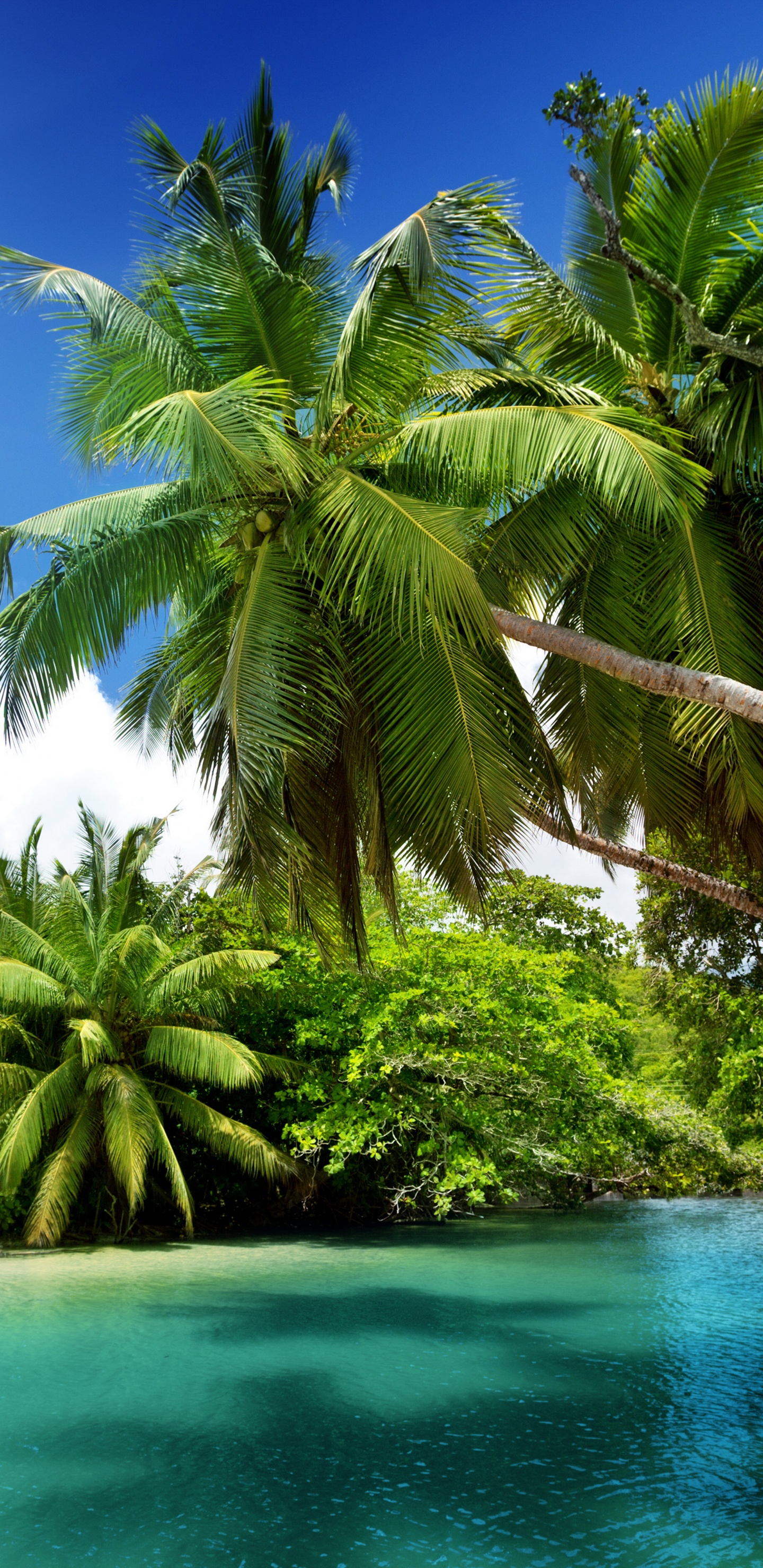 Обои природа, тропическая зона, растительность, Карибский бассейн, Пальма в разрешении 1440x2960