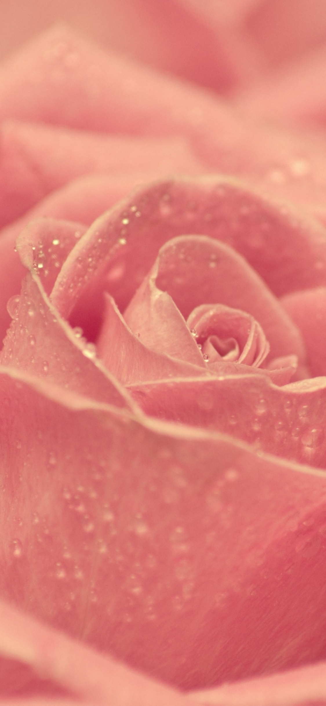 Обои Роза, цветок, розовый, сад роз, лепесток в разрешении 1125x2436