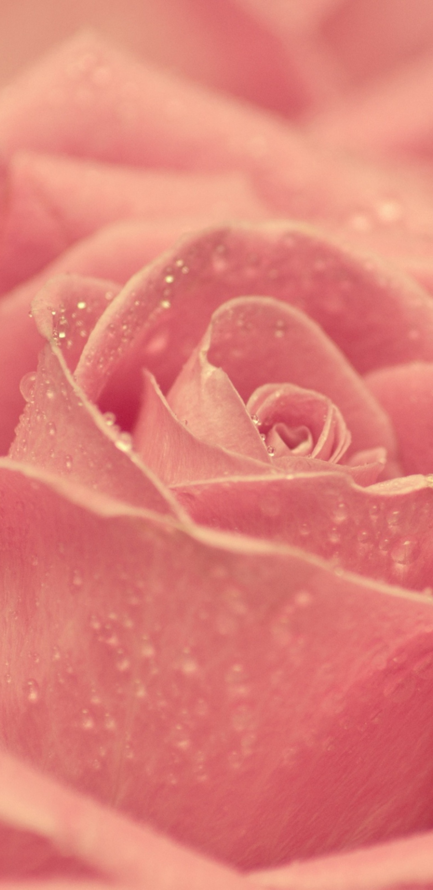 Обои Роза, цветок, розовый, сад роз, лепесток в разрешении 1440x2960