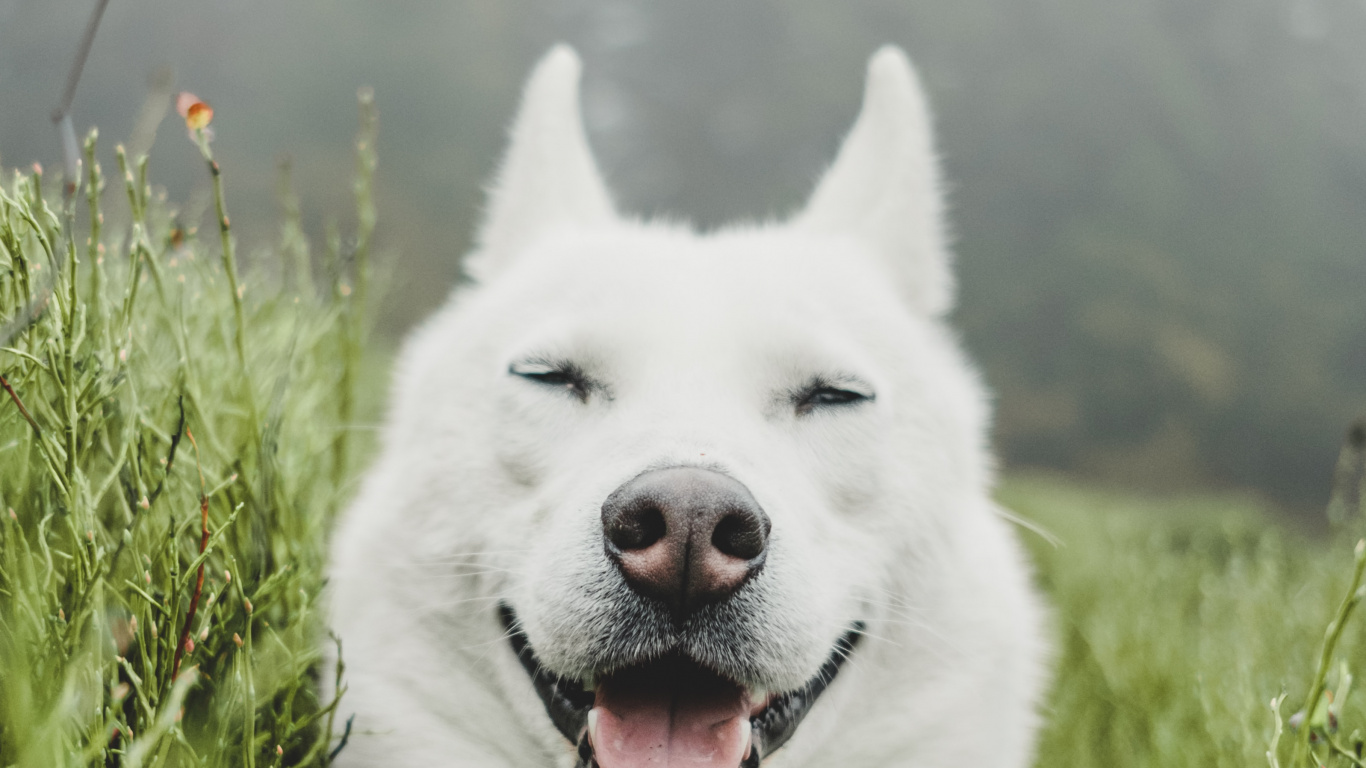 Обои белая собака, Себирская Хаски, щенок, самоед, белый пастух в разрешении 1366x768
