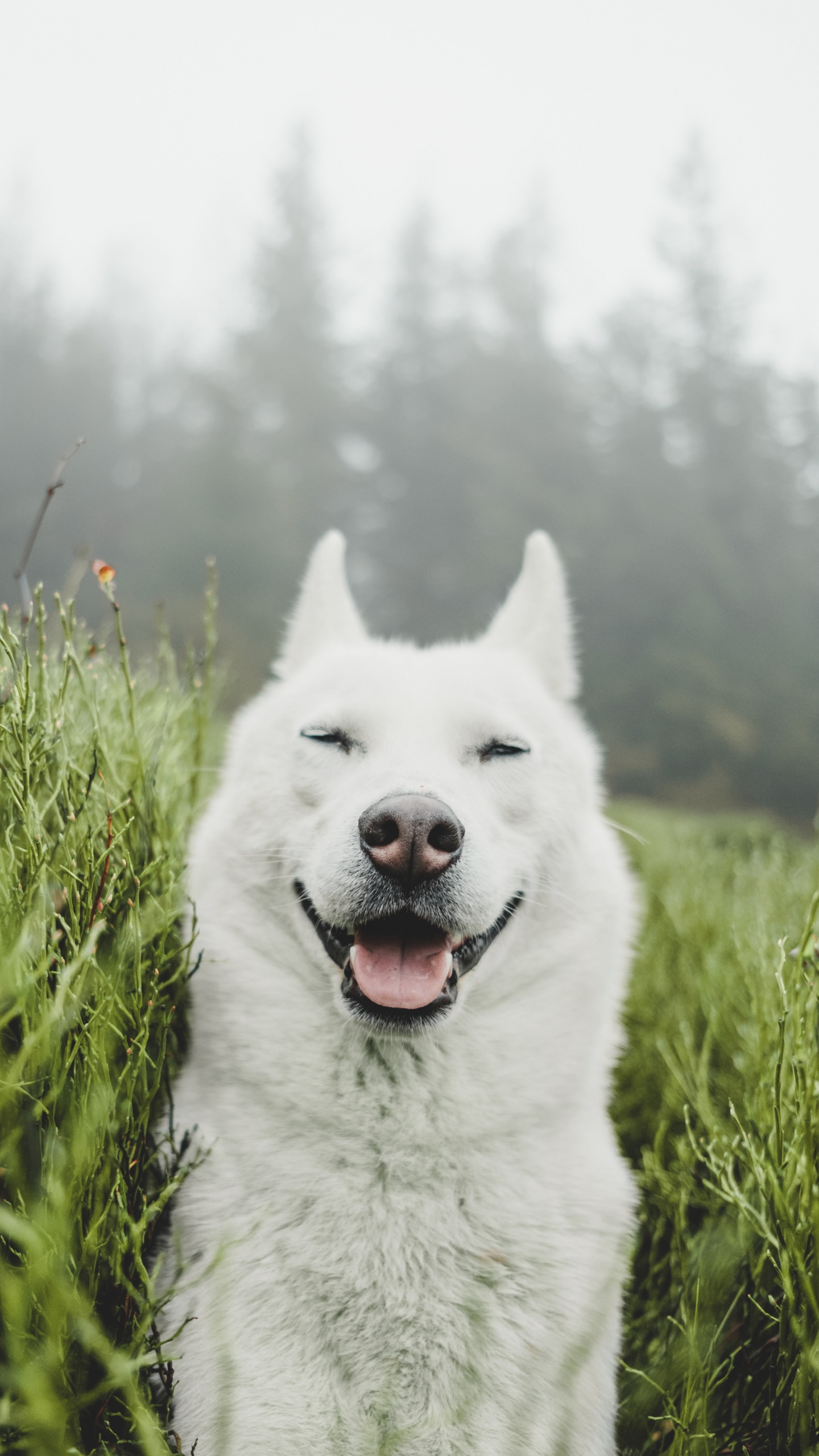 Обои белая собака, Себирская Хаски, щенок, самоед, белый пастух в разрешении 1440x2560