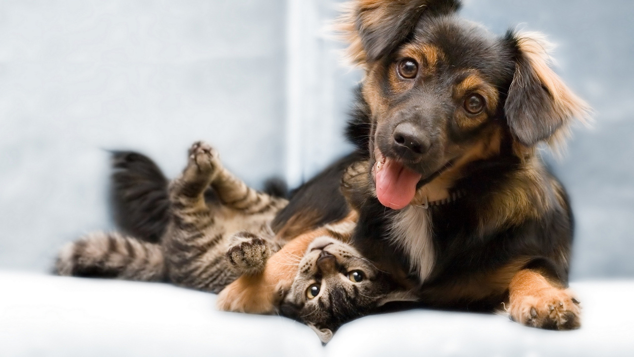 Обои кот, котенок, собака породы, пес, щенок в разрешении 1280x720