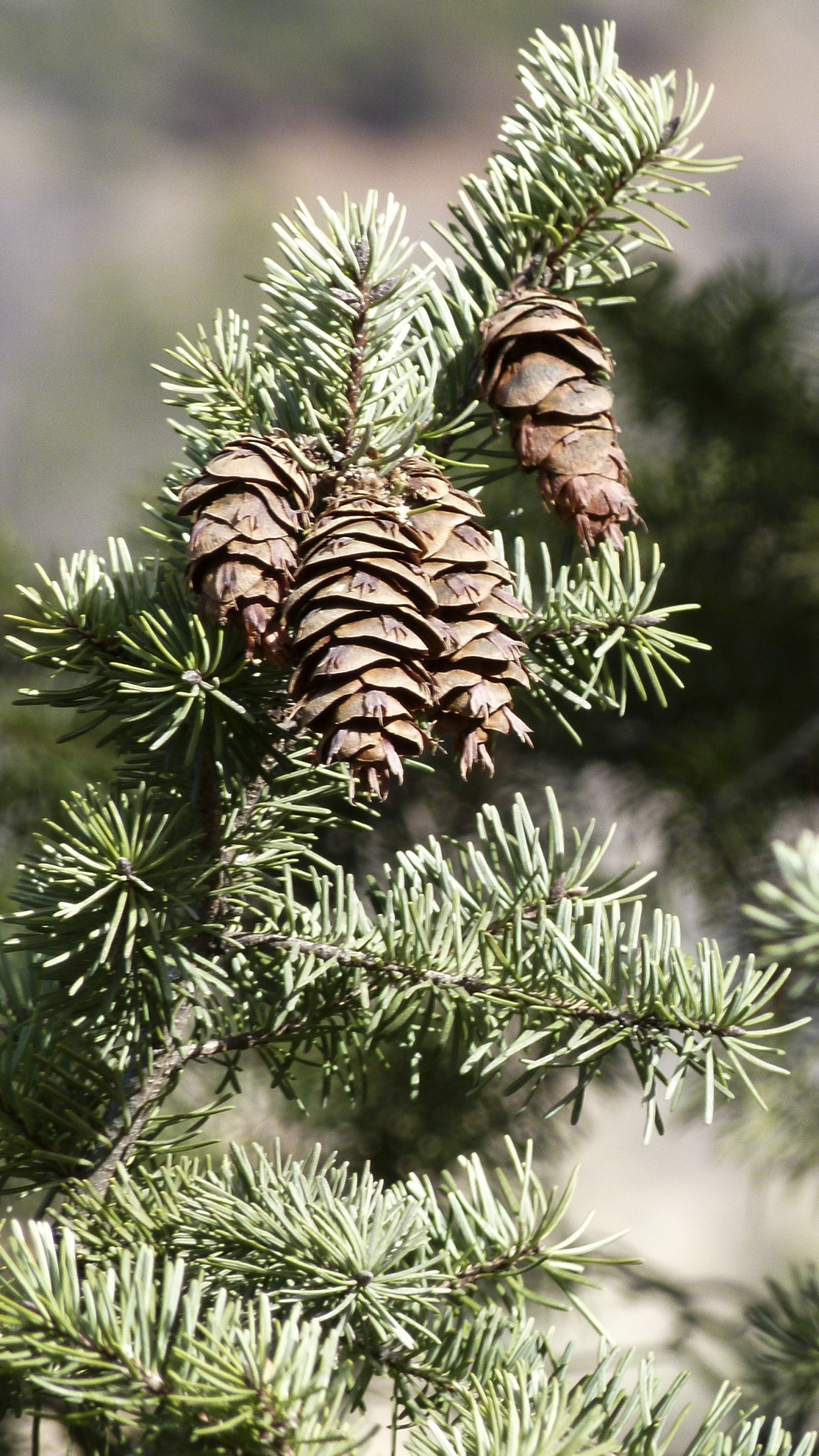 Обои ель, пихта, хвойные конуса, ветвь, дерево в разрешении 1440x2560