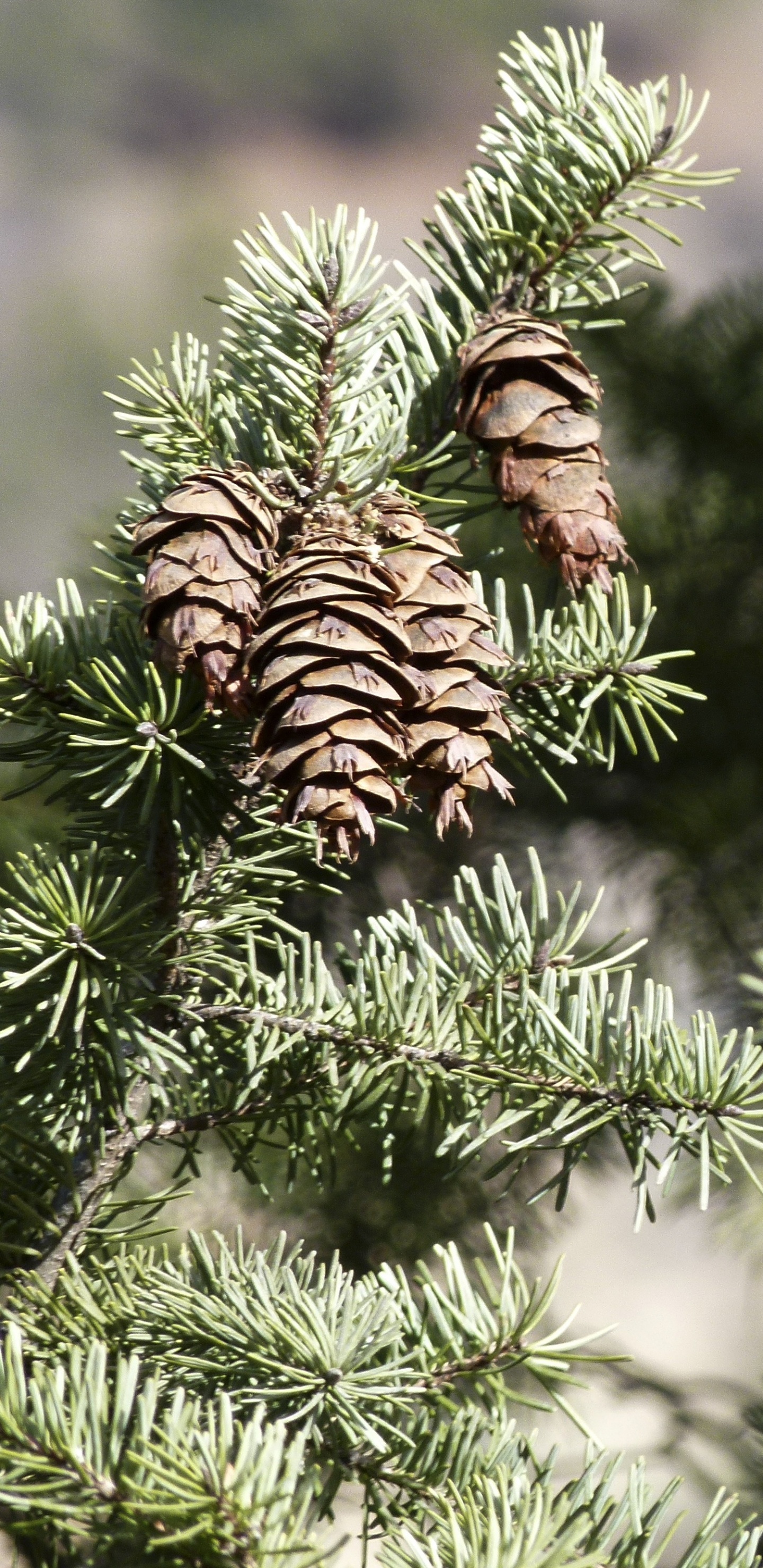 Обои ель, пихта, хвойные конуса, ветвь, дерево в разрешении 1440x2960